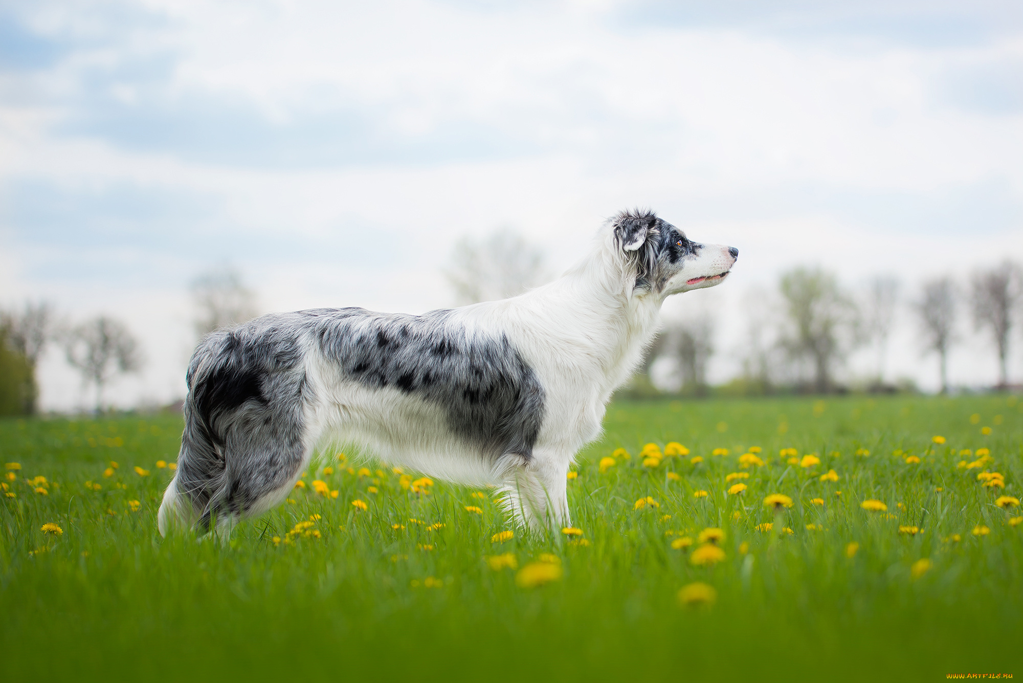 животные, собаки, собака