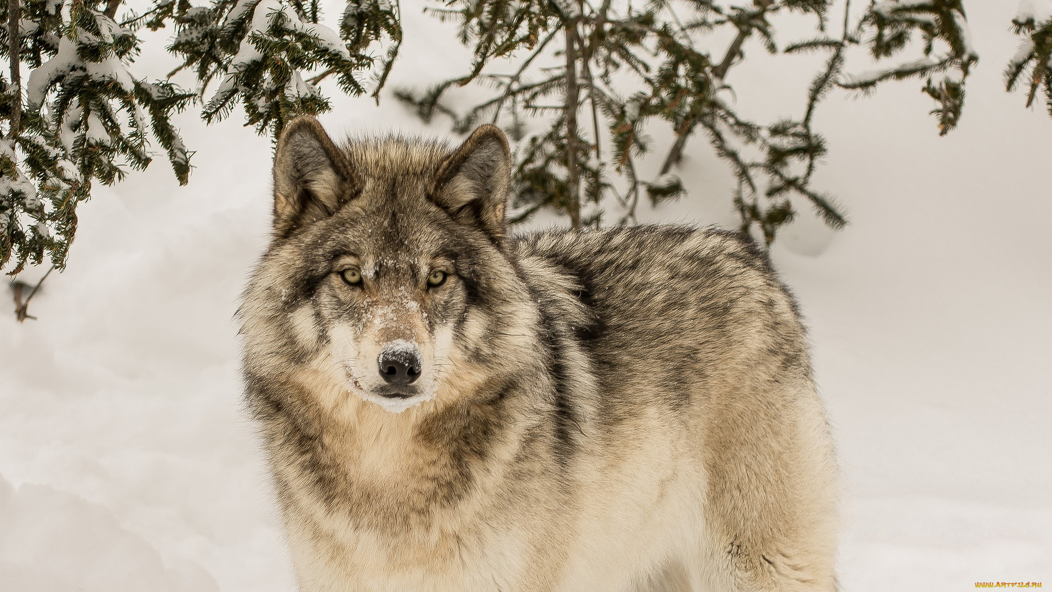 животные, волки, , койоты, , шакалы, морда, фон, взгляд