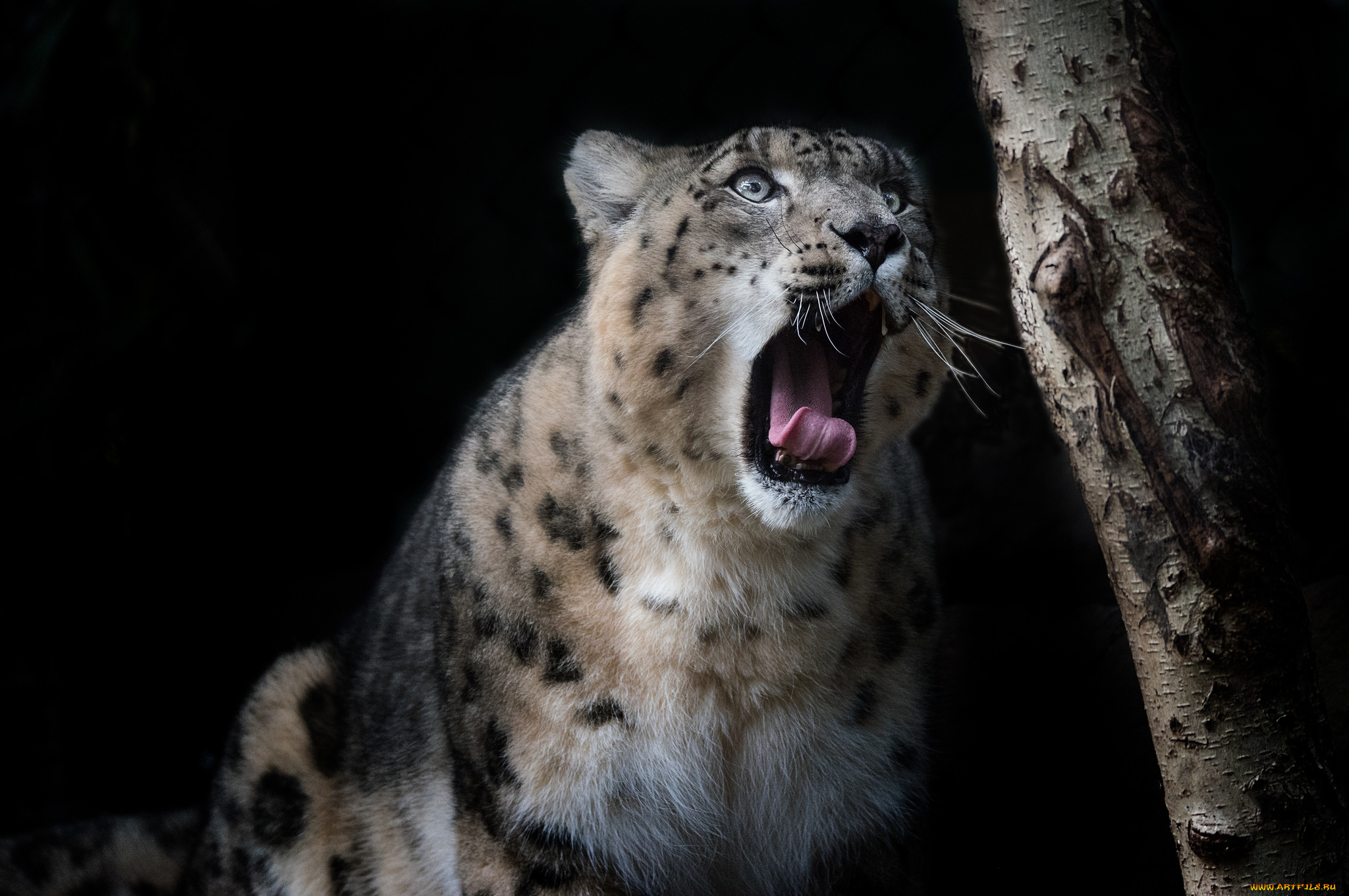 животные, снежный, барс, , ирбис, хищник