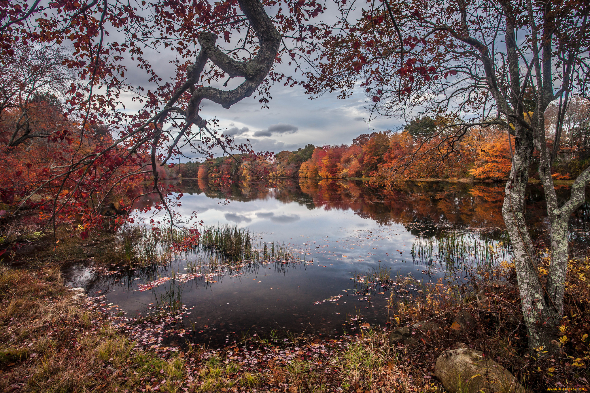 природа, реки, озера, река, лес