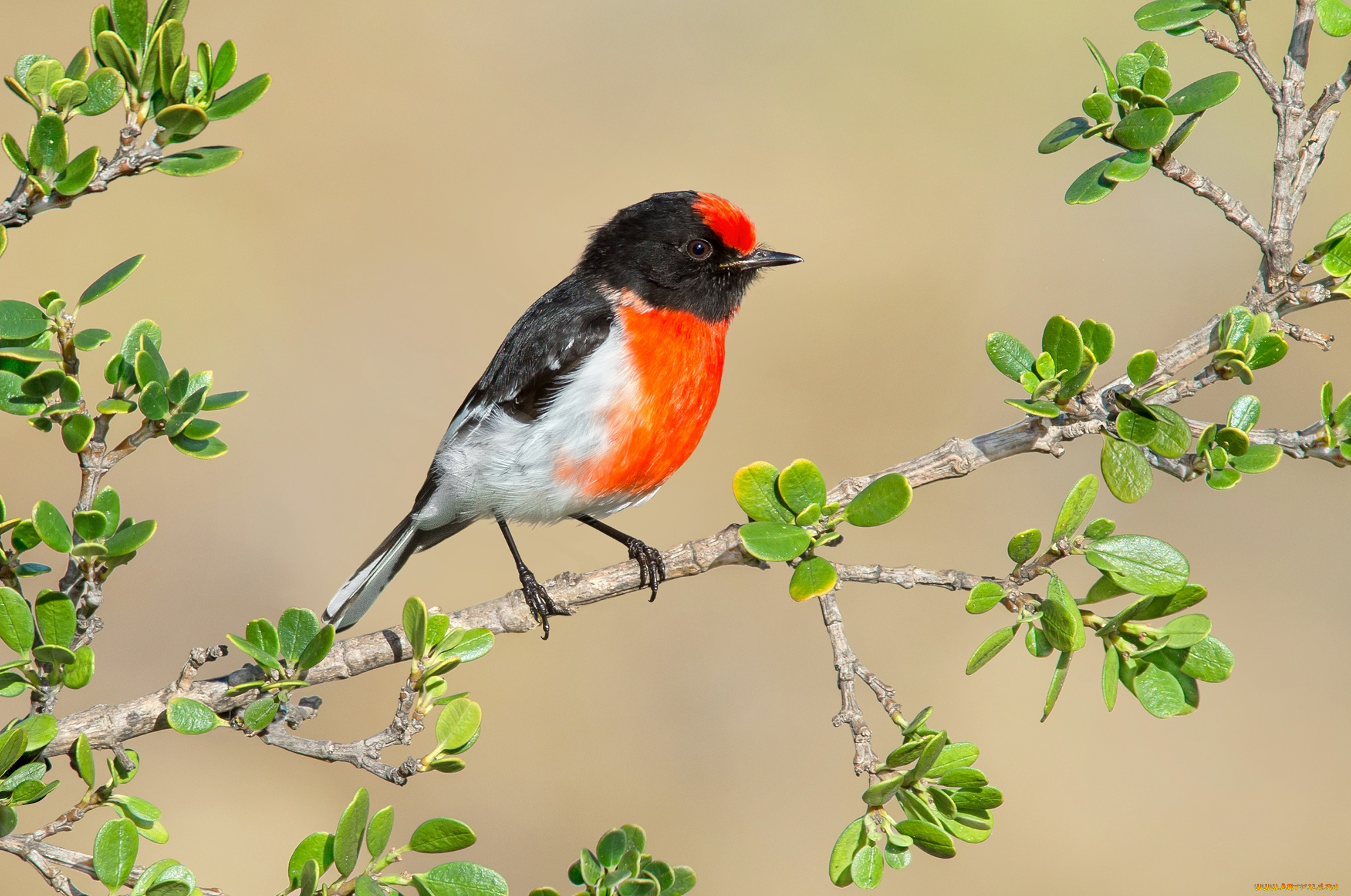 животные, зарянки, , малиновки, красноголовая, зарянка, ветка, краски, птица, листья