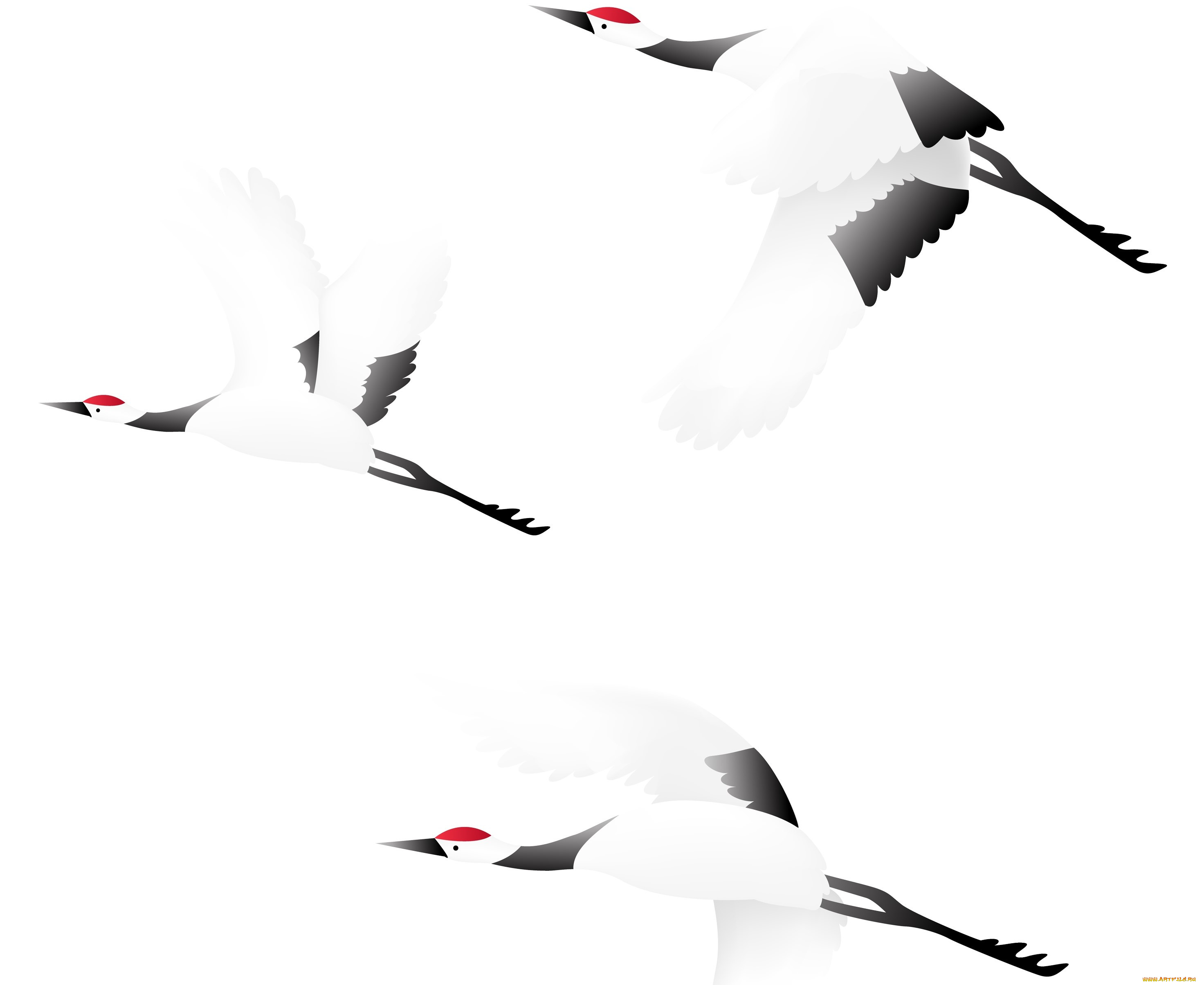 векторная, графика, животные, , animals, аисты