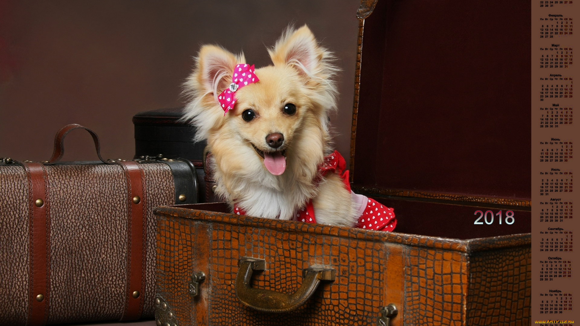 календари, животные, 2018, чемодан, взгляд, собака