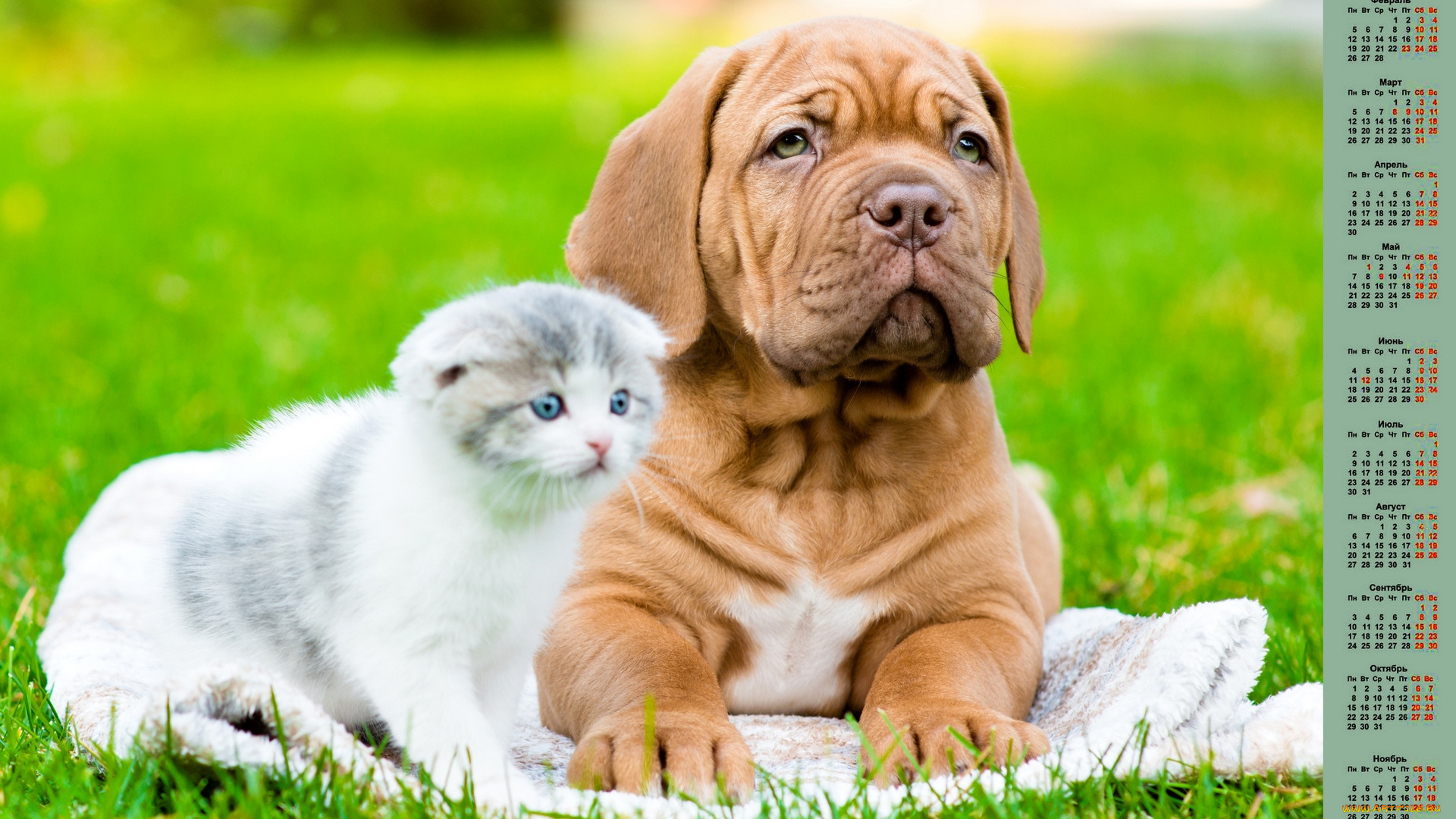 календари, животные, 2018, собака, кошка, взгляд, трава