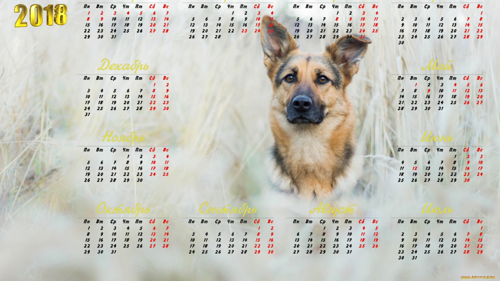 календари, животные, 2018, собака, взгляд