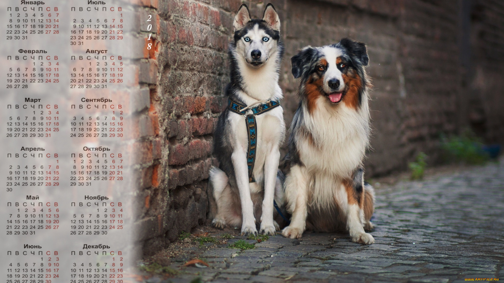 календари, животные, двое, собака, 2018, улица, взгляд