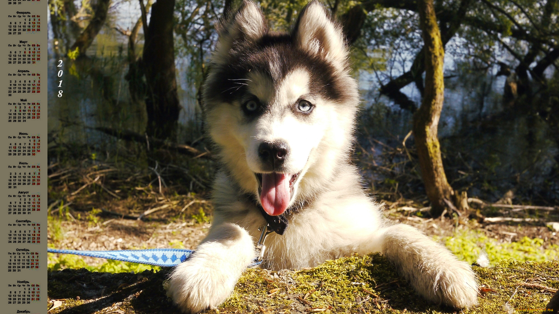 календари, животные, природа, собака, трава, взгляд, 2018