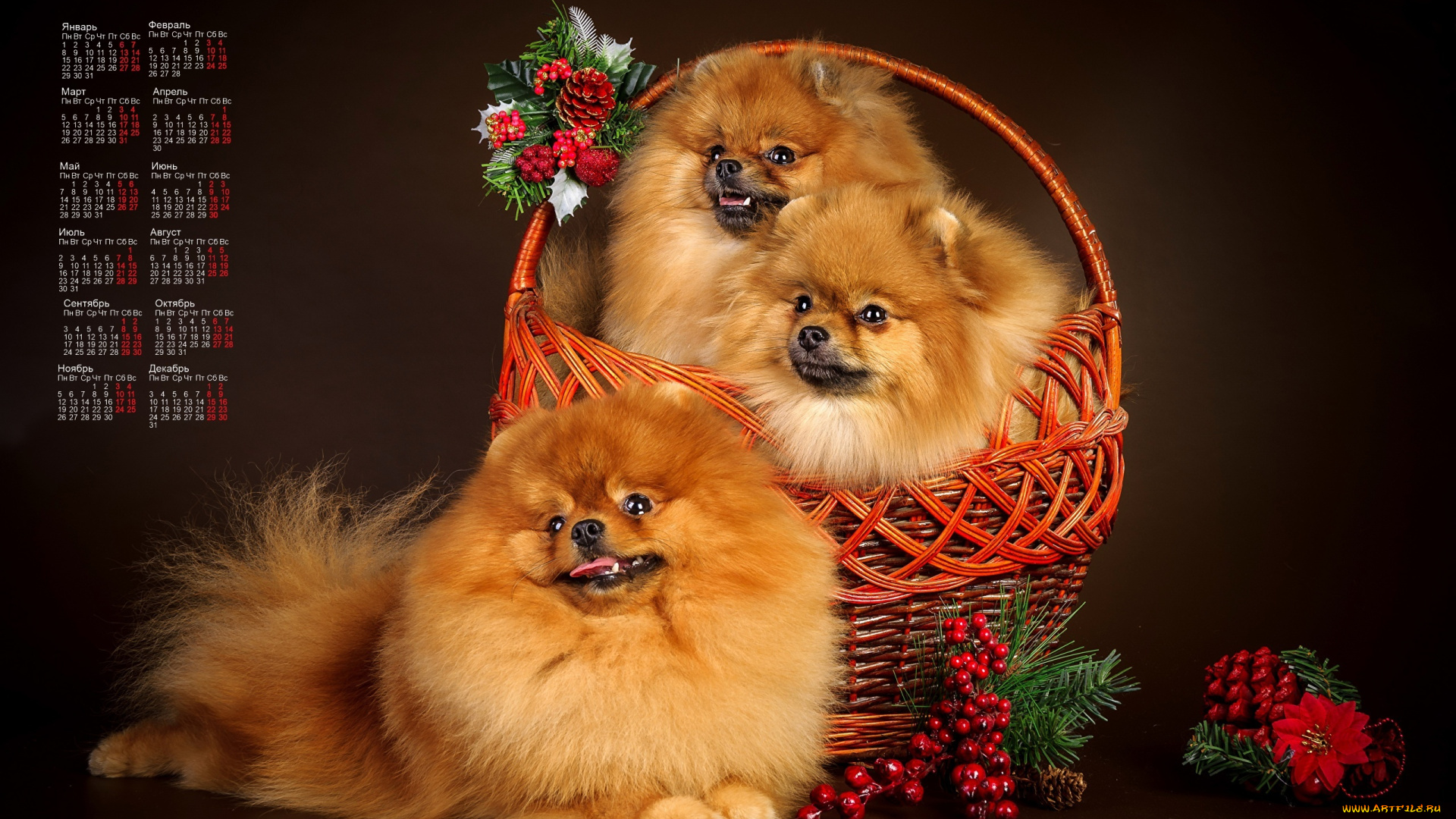 календари, животные, шишка, корзина, трое, взгляд, собака, 2018