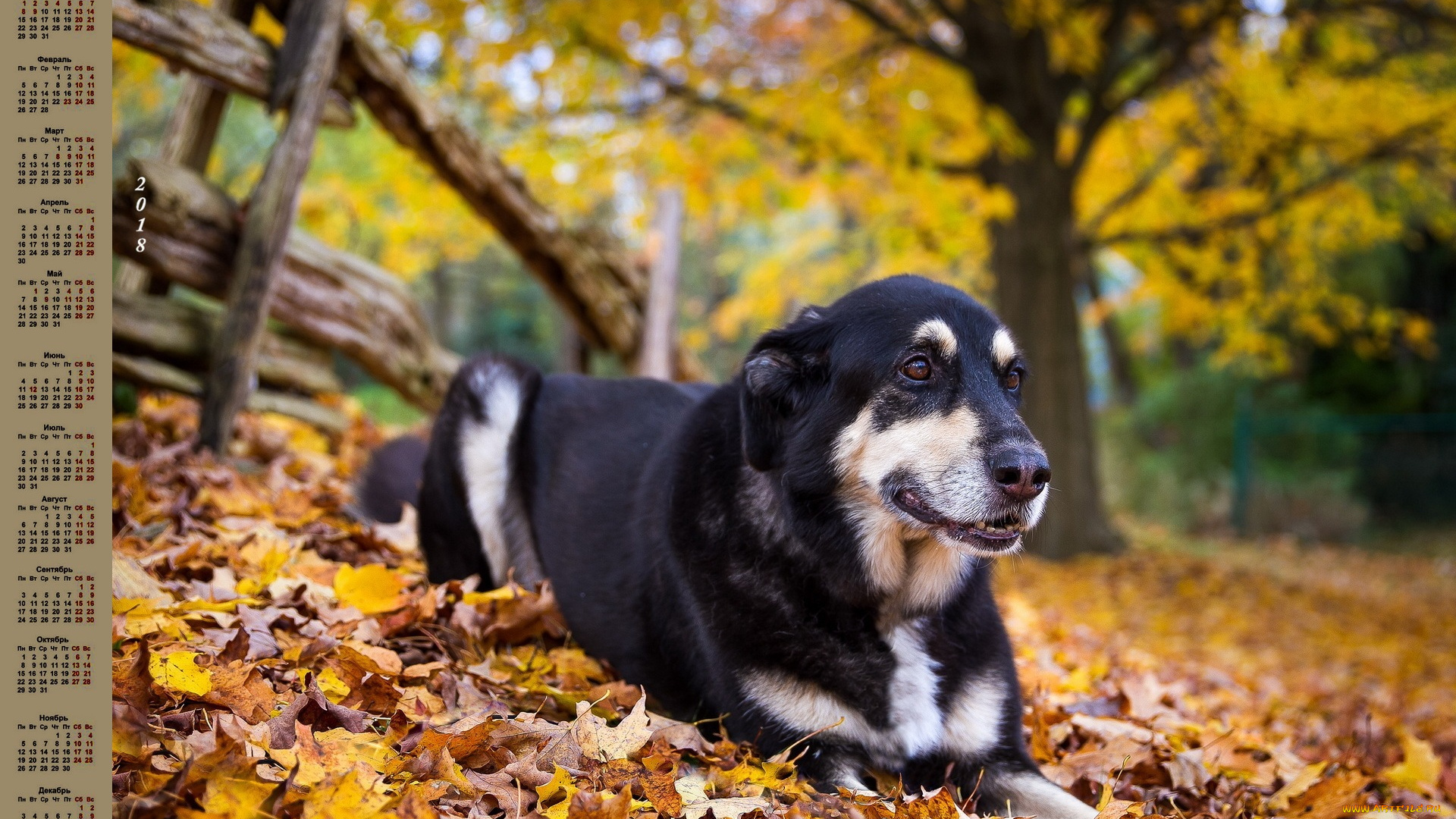 календари, животные, собака, 2018, листва, изгородь, дерево