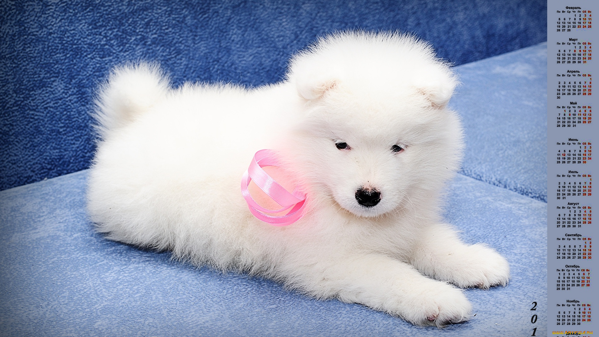 календари, животные, собака, белый, цвет, 2018