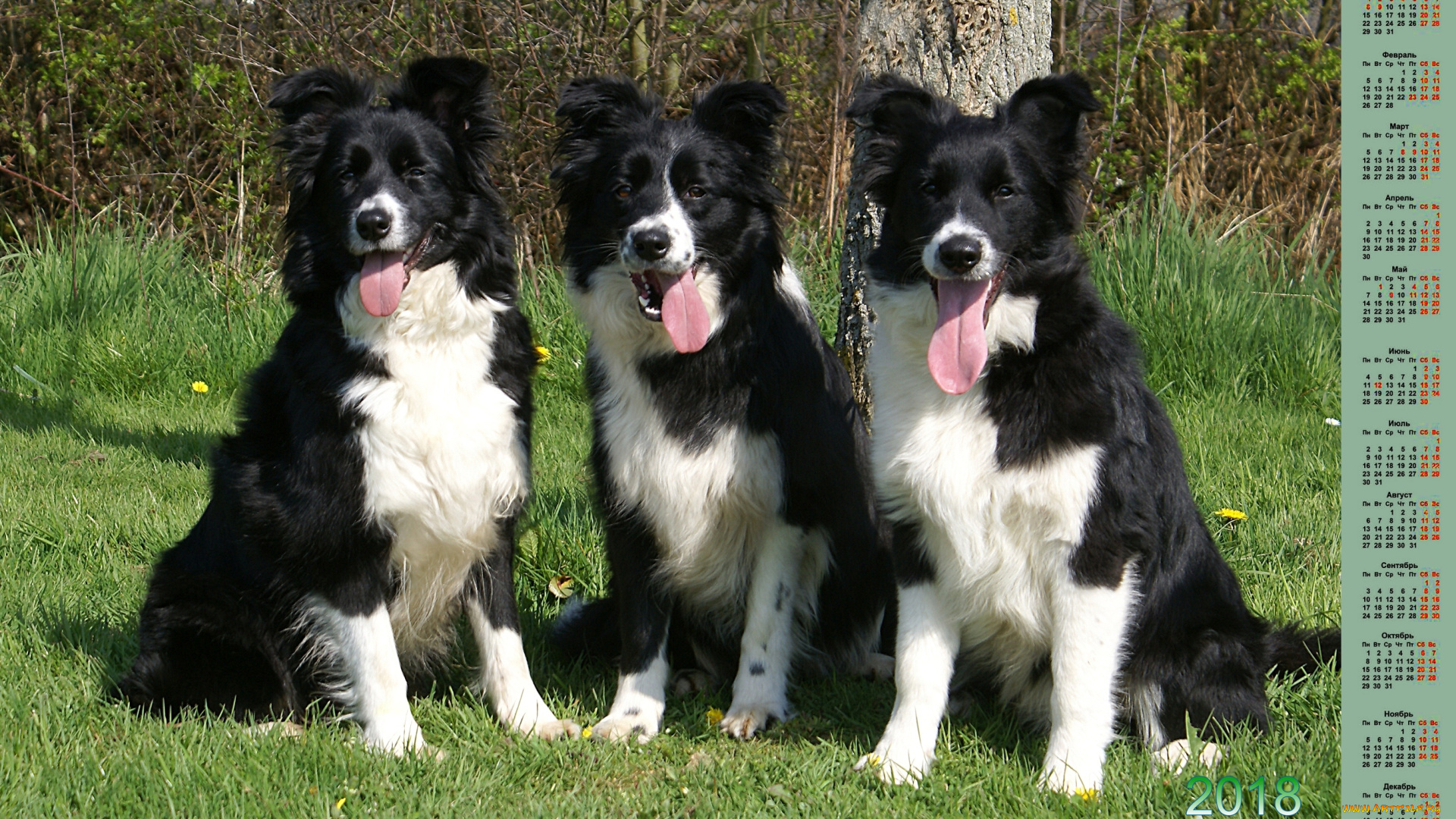 календари, животные, собака, взгляд, 2018, трое