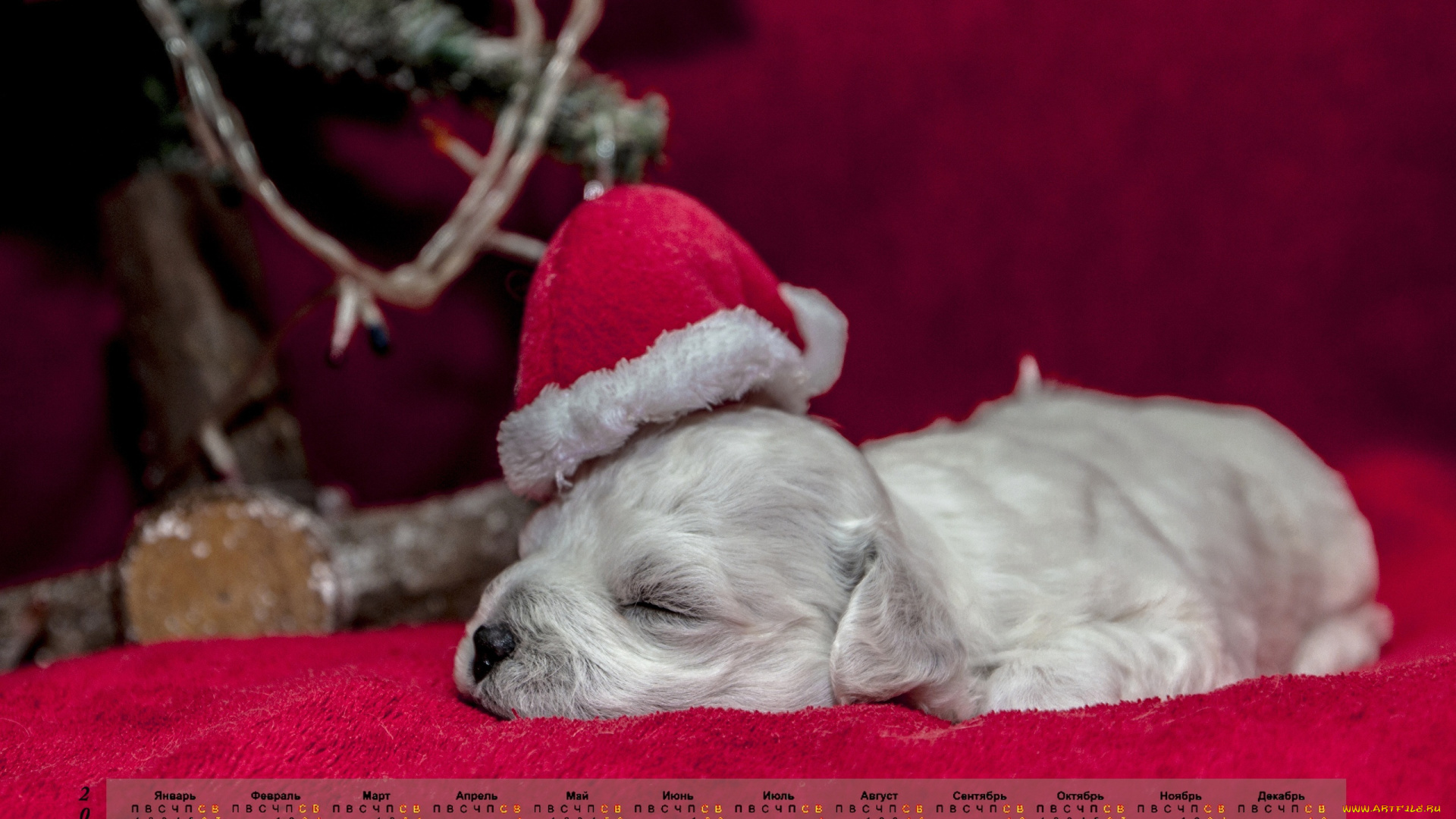 календари, животные, сон, собака, 2018, шапка