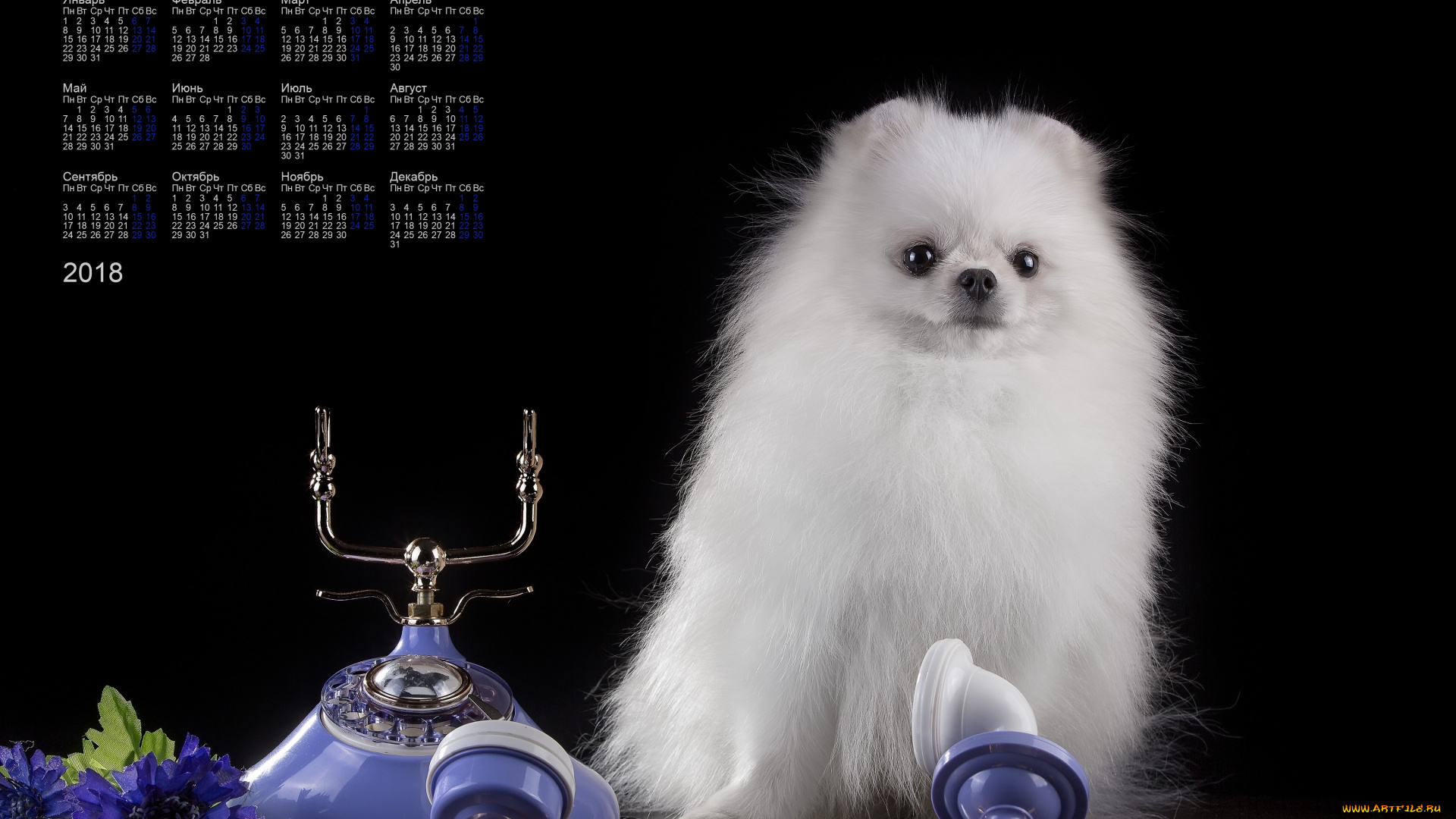 календари, животные, телефон, взгляд, белый, цвет, собака, 2018