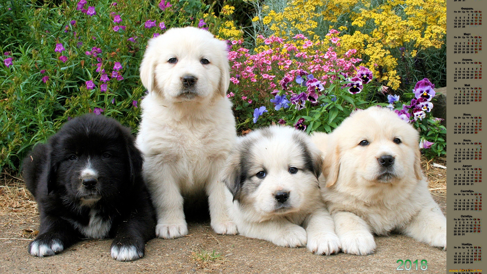 календари, животные, взгляд, много, собака, 2018