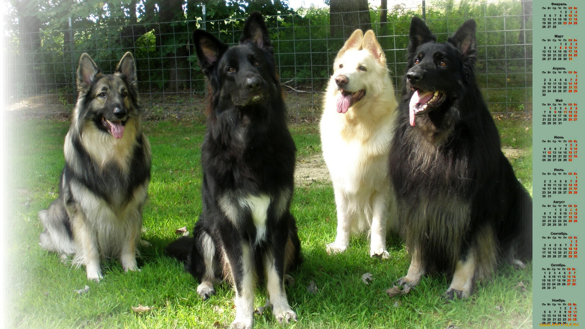 календари, животные, взгляд, много, собака, 2018