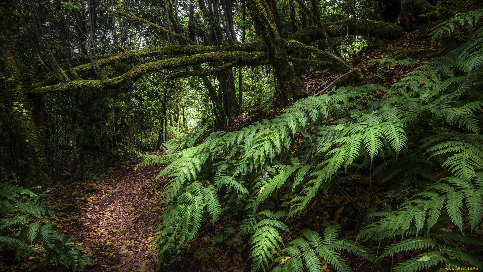 природа, лес, простор