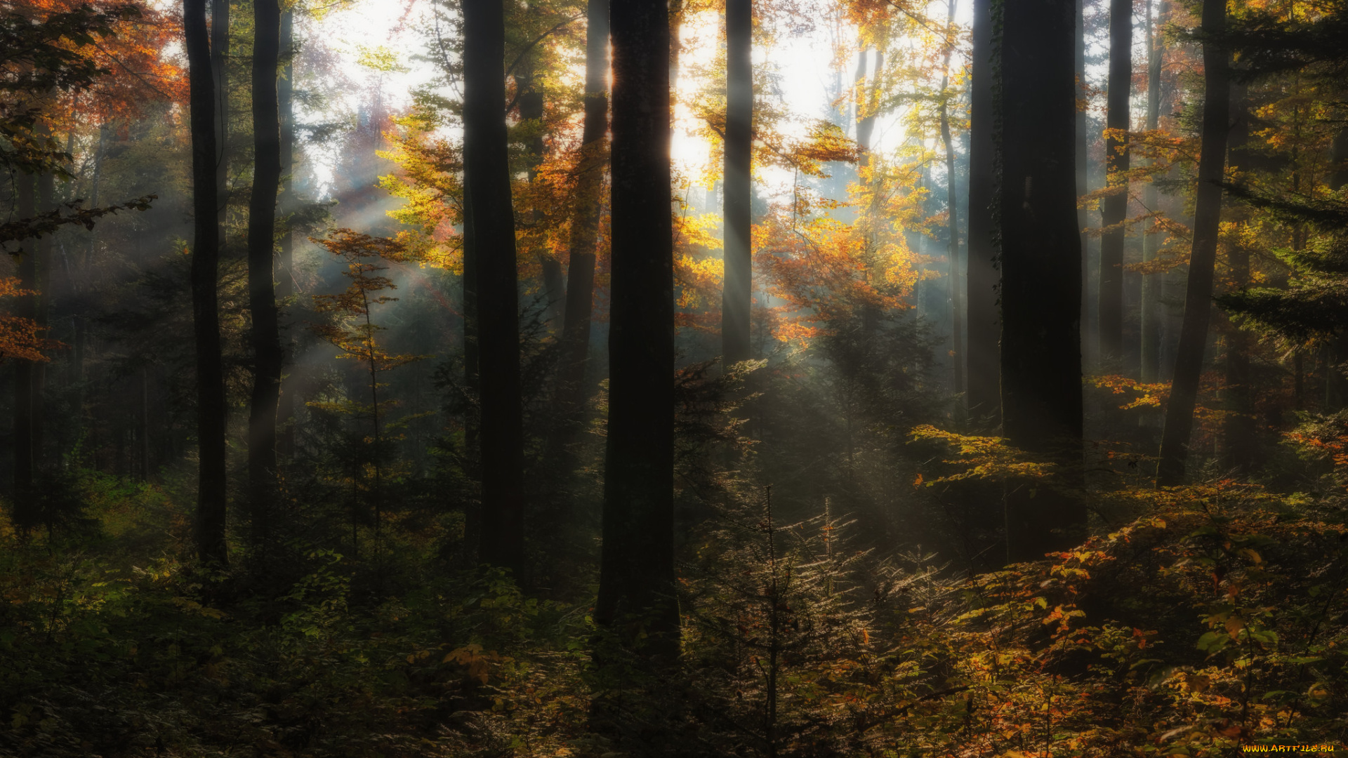 природа, лес, простор