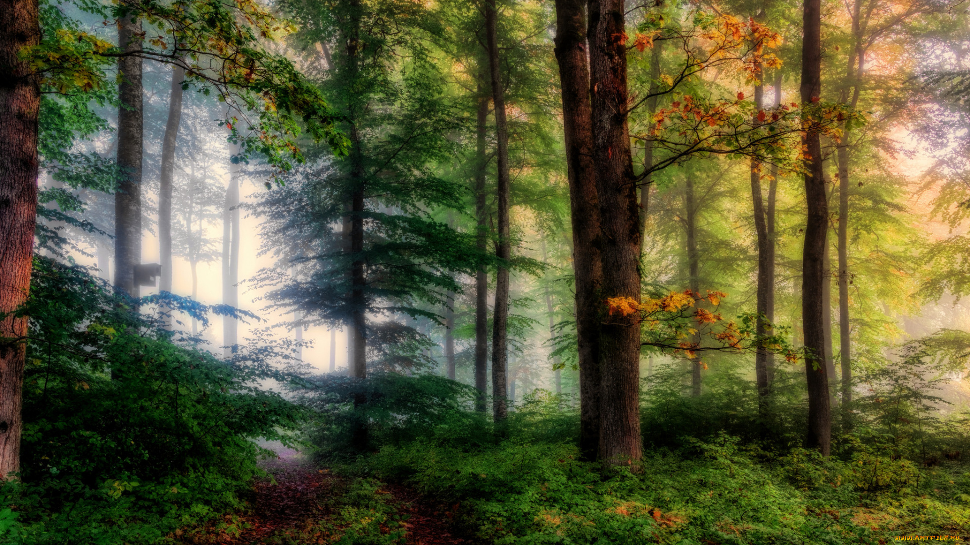 природа, лес, простор