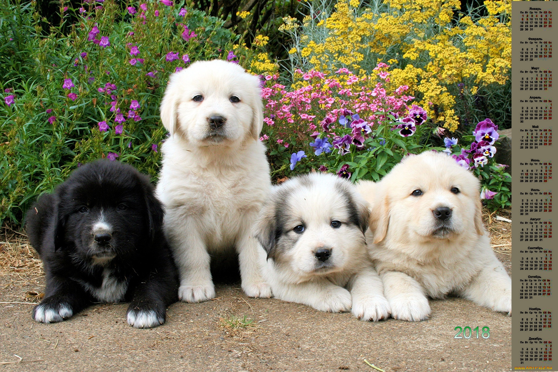 календари, животные, взгляд, много, собака, 2018