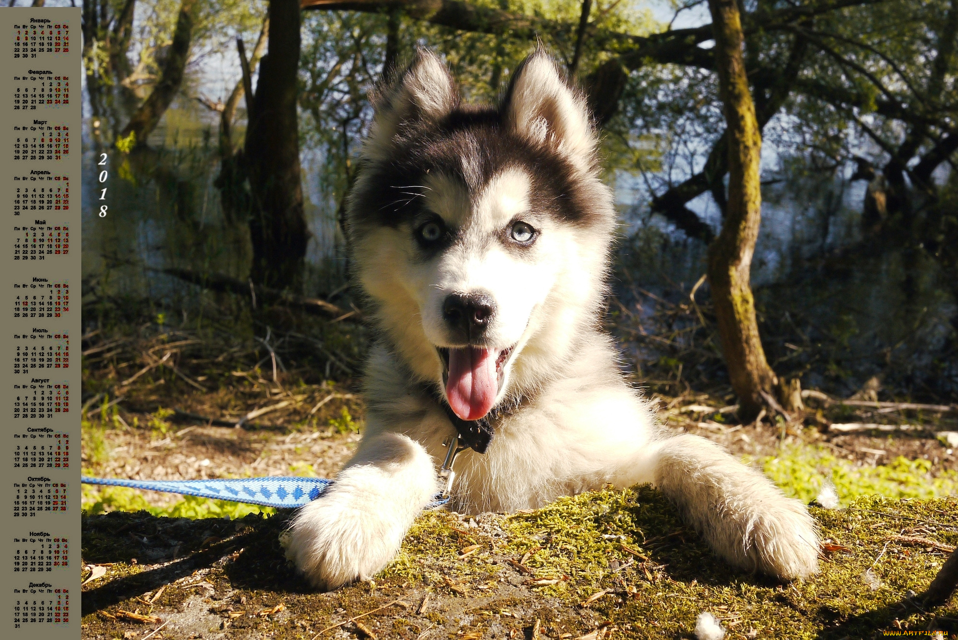 календари, животные, природа, собака, трава, взгляд, 2018