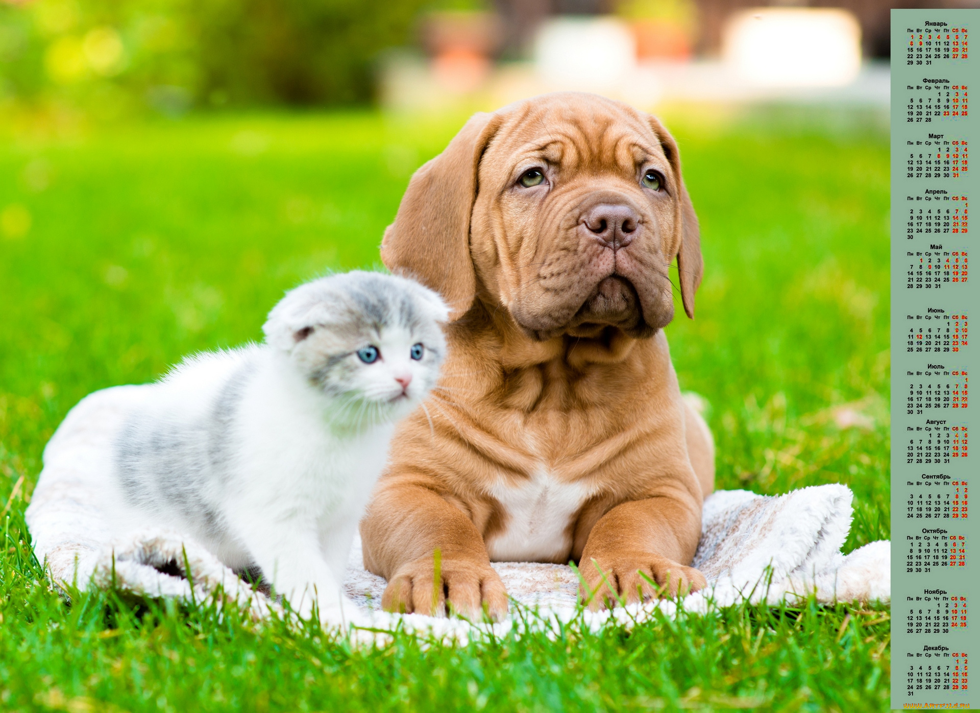 календари, животные, 2018, собака, кошка, взгляд, трава