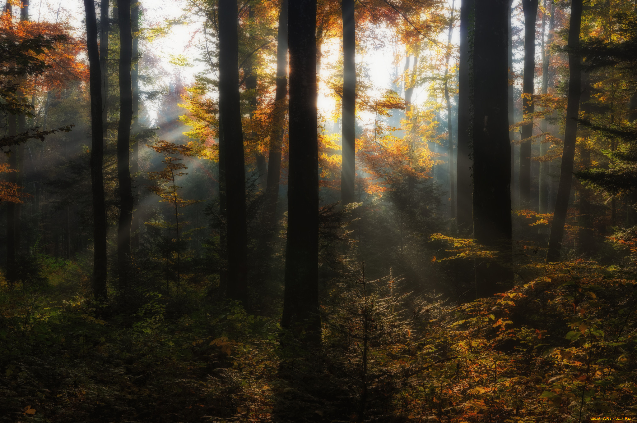 природа, лес, простор