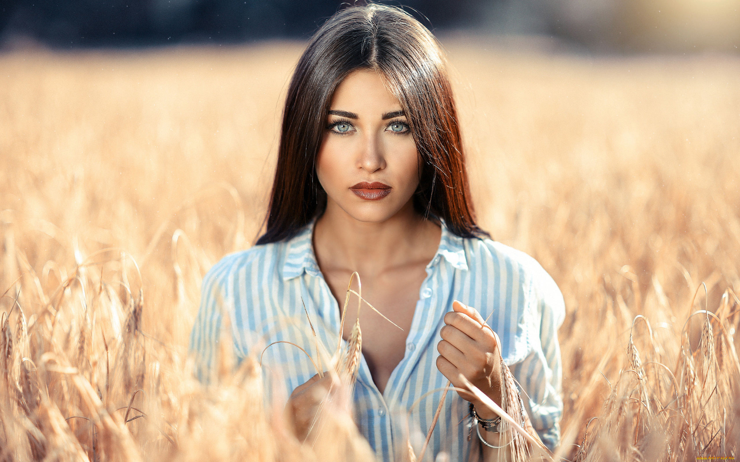 девушки, -unsort, , лица, , портреты, поле, пшеница, портрет, девушка, лицо, модель, брюнетка