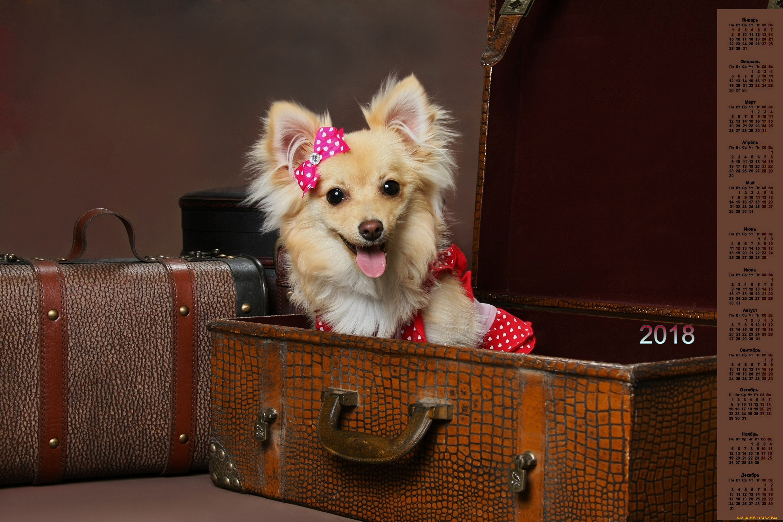 календари, животные, 2018, чемодан, взгляд, собака