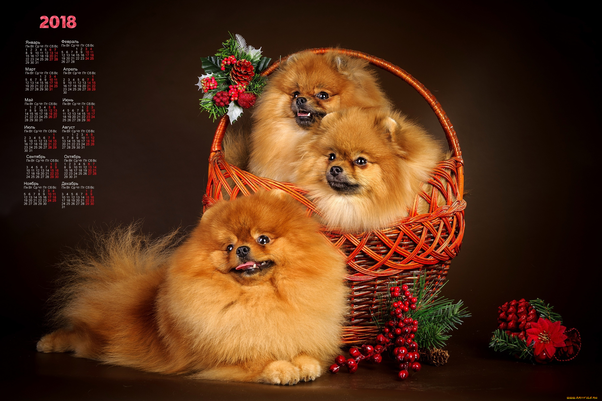 календари, животные, шишка, корзина, трое, взгляд, собака, 2018