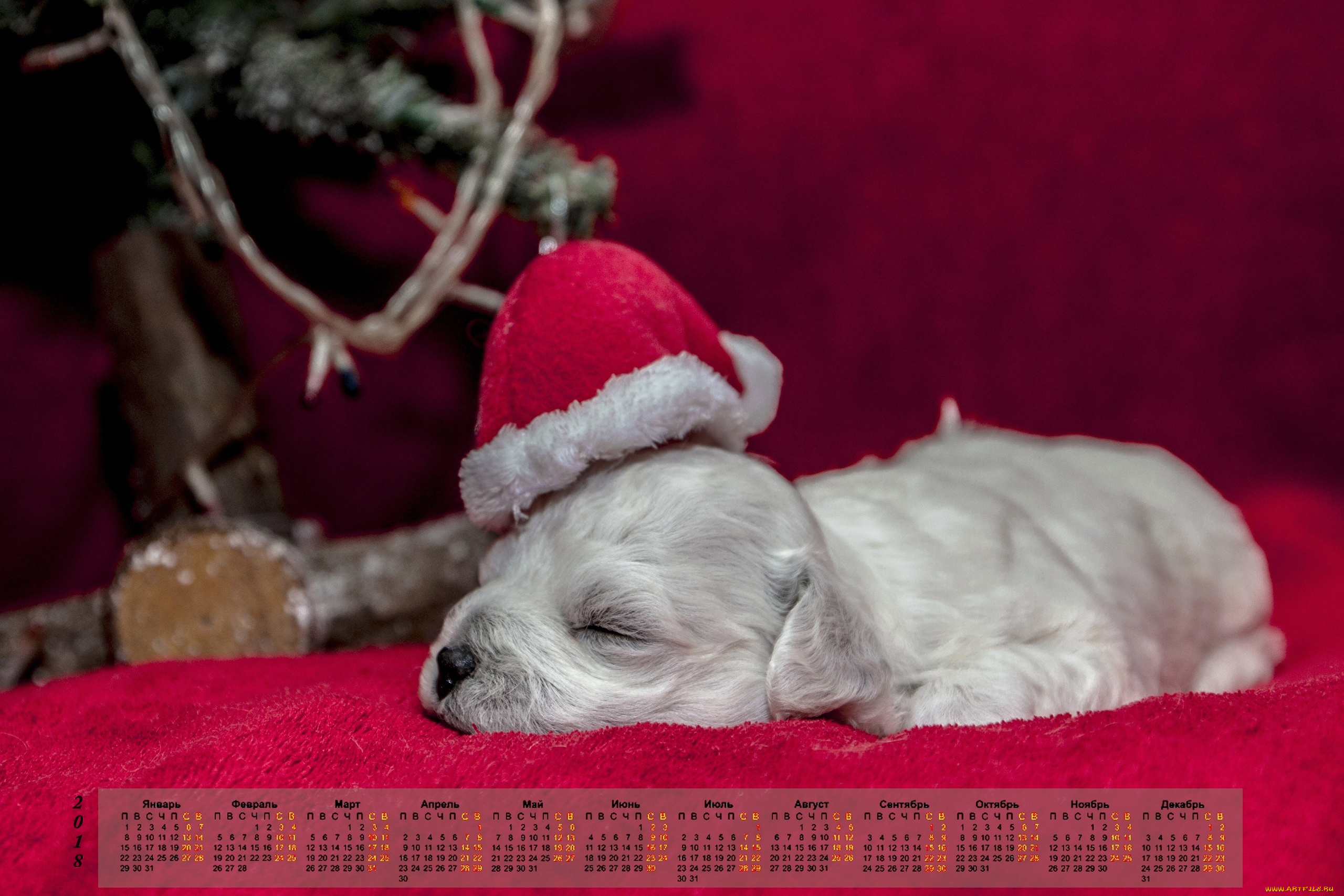календари, животные, сон, собака, 2018, шапка