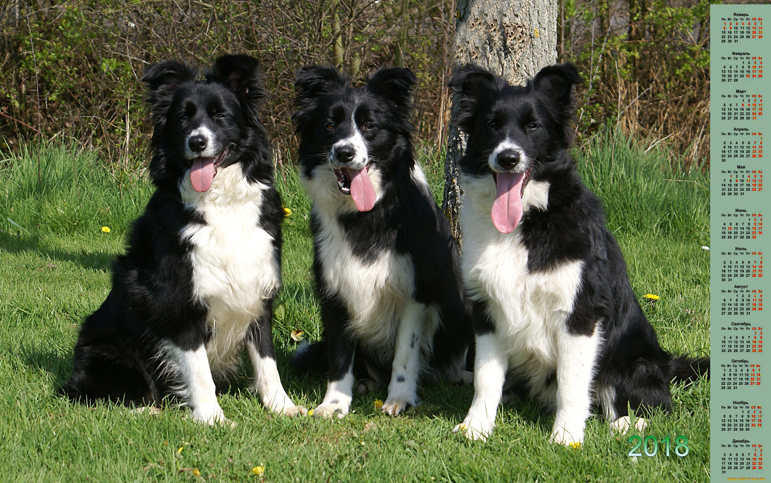 календари, животные, собака, взгляд, 2018, трое