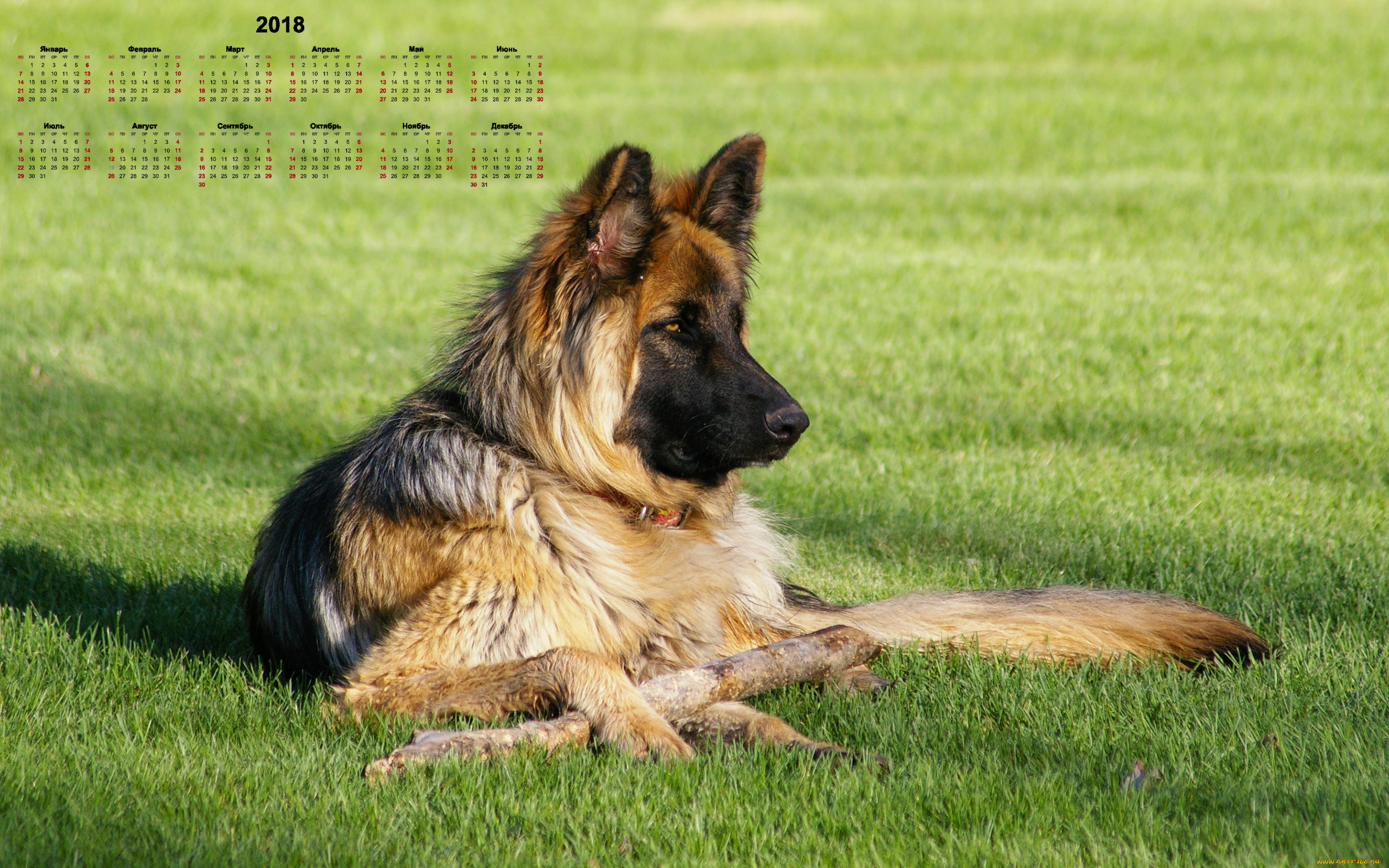 календари, животные, трава, 2018, собака, взгляд, овчарка, профиль