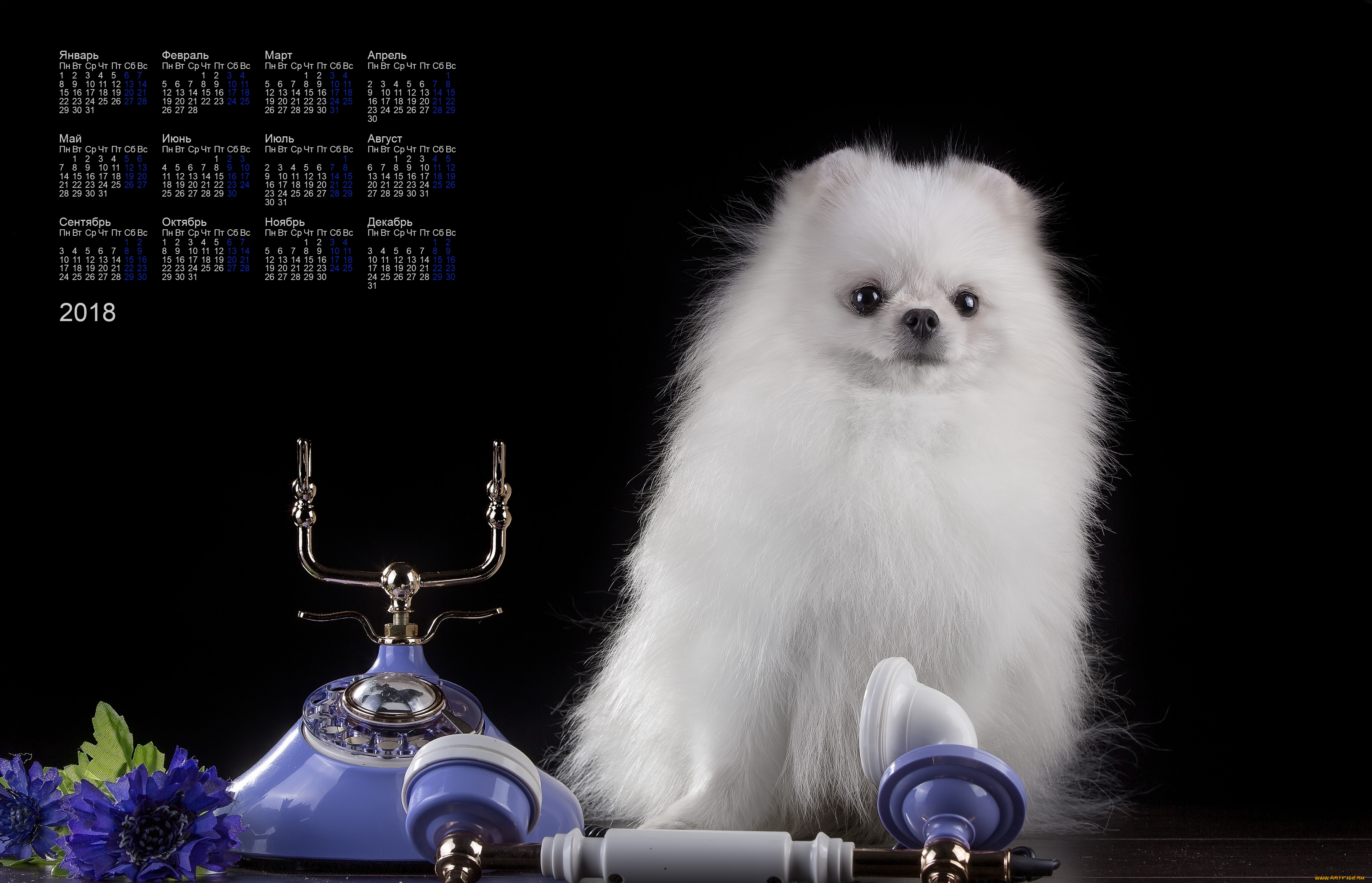 календари, животные, телефон, взгляд, белый, цвет, собака, 2018