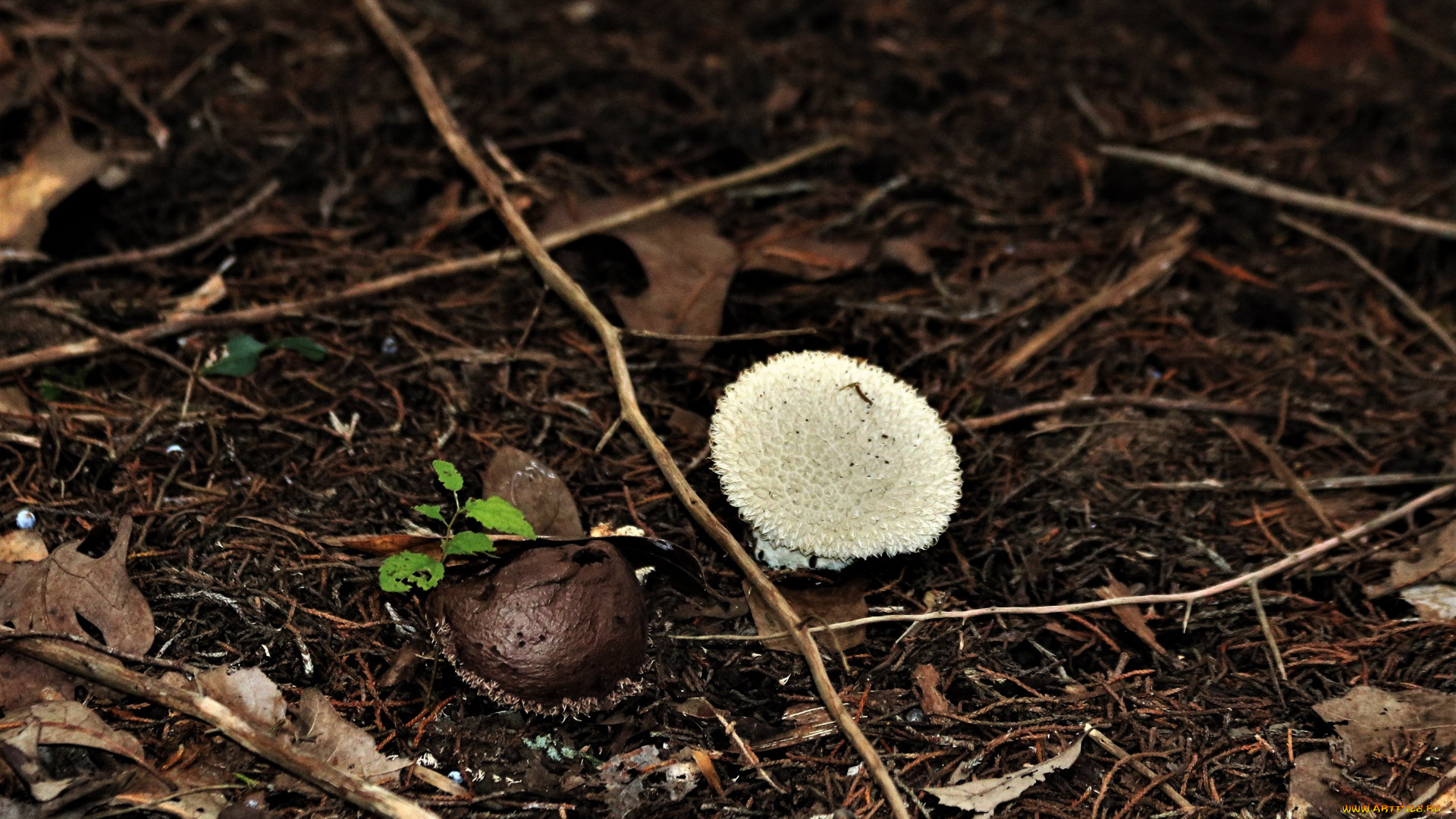 природа, грибы, дождевик