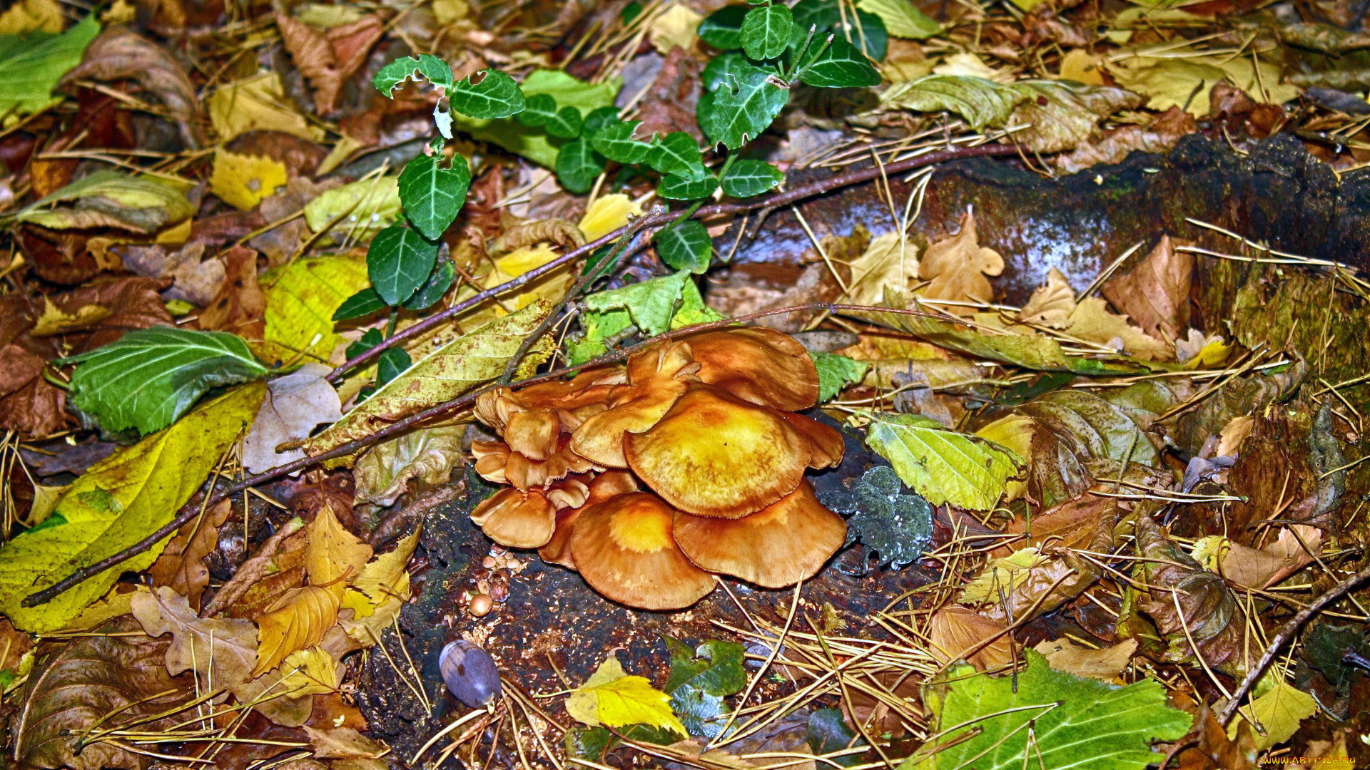 природа, грибы, семейка, грибная