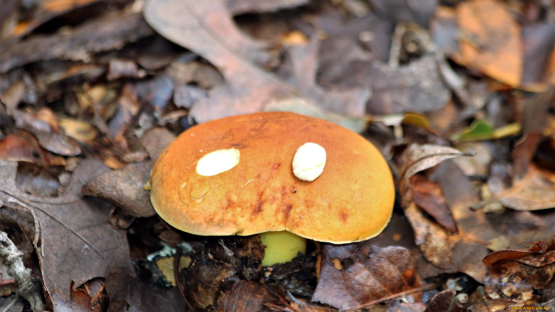 природа, грибы, шляпка