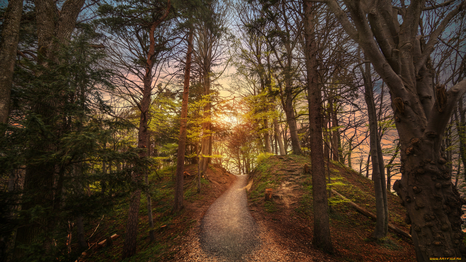 природа, лес, простор