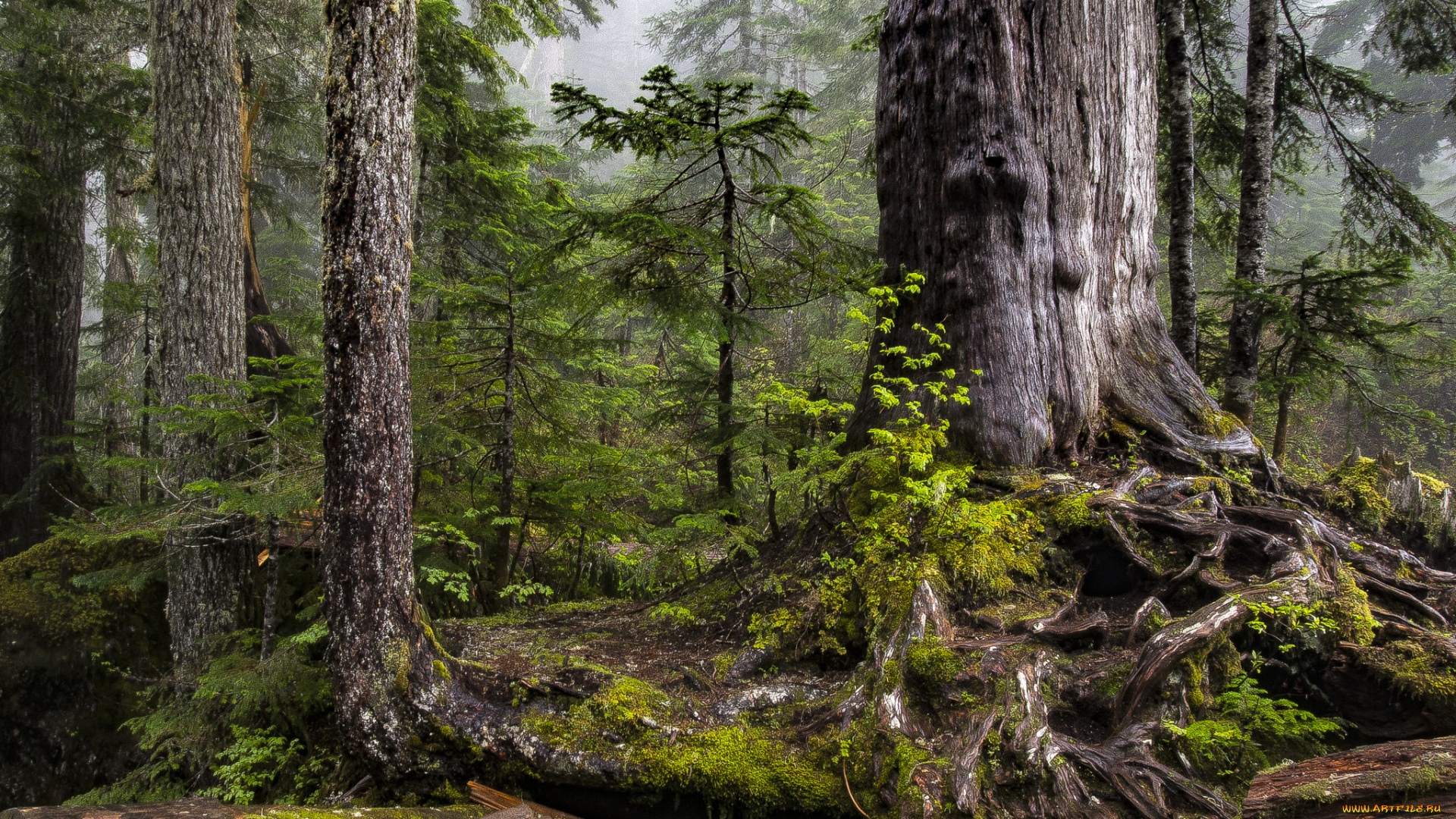 природа, лес, простор