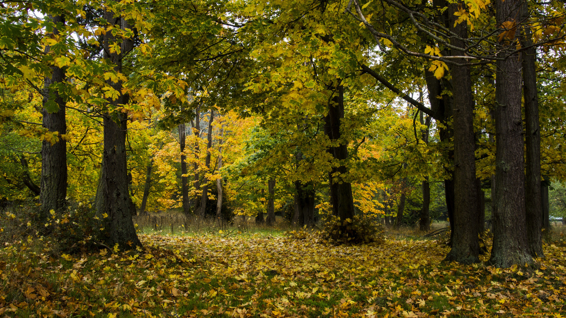 природа, лес, простор