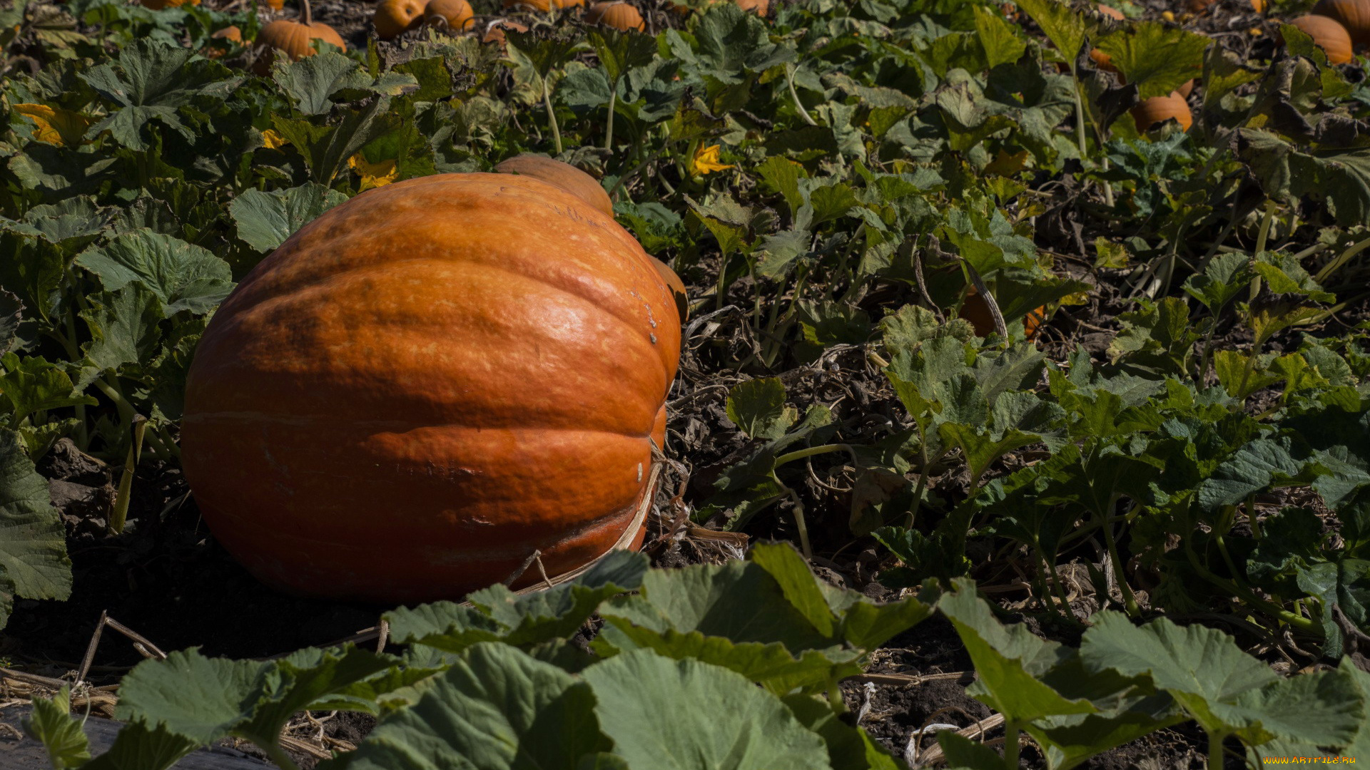 природа, плоды, тыква