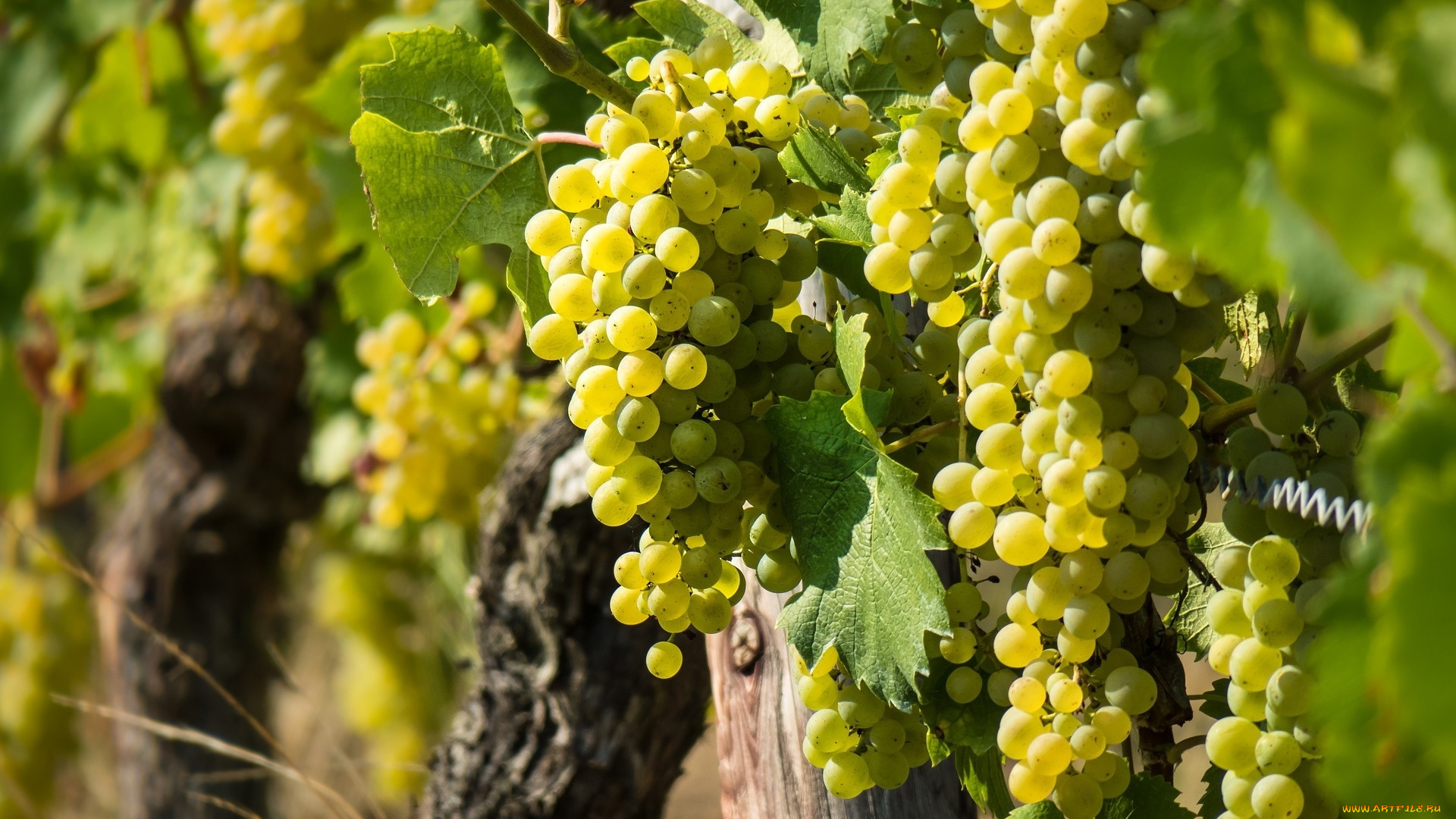 природа, Ягоды, , виноград, грозди