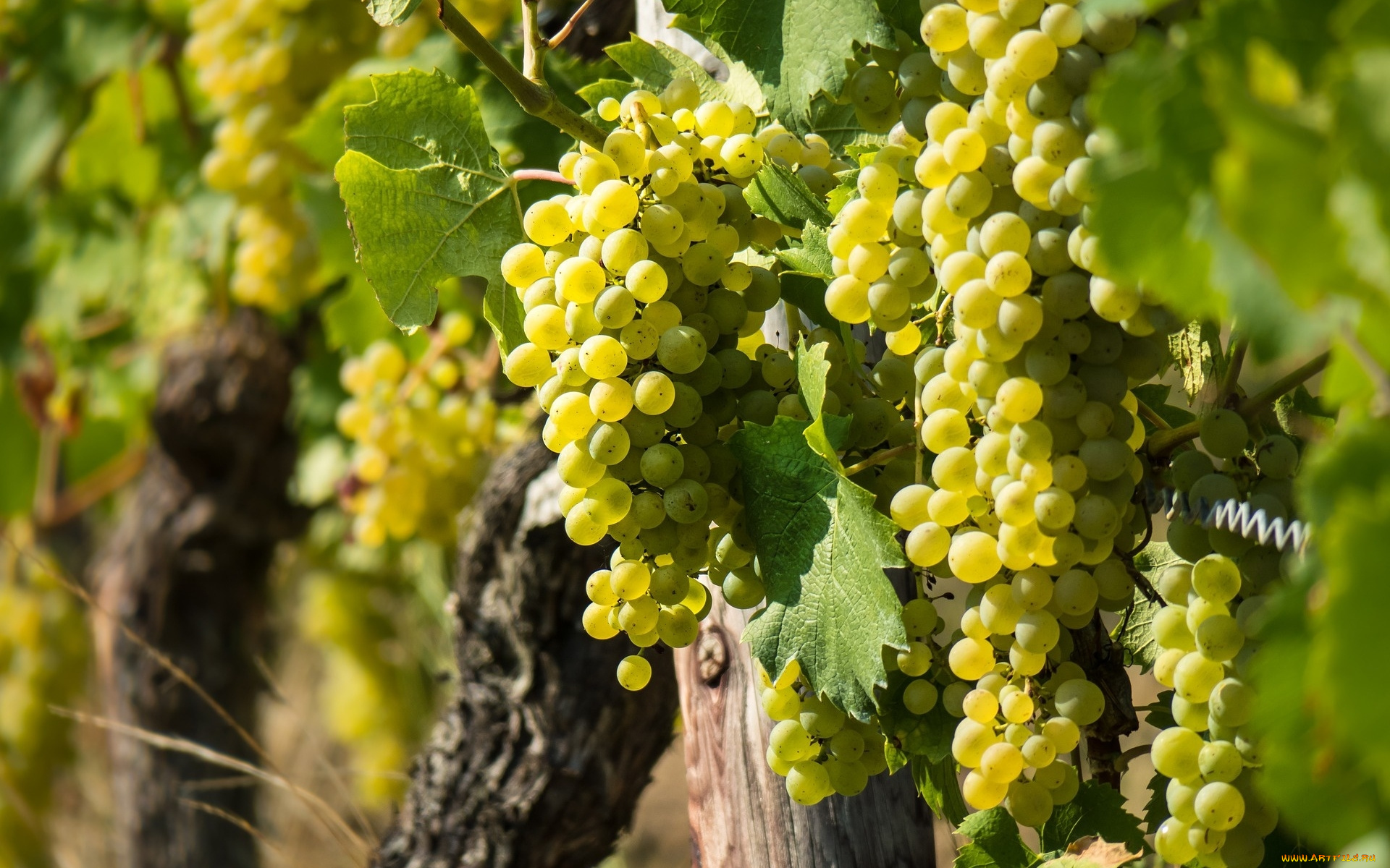 природа, Ягоды, , виноград, грозди