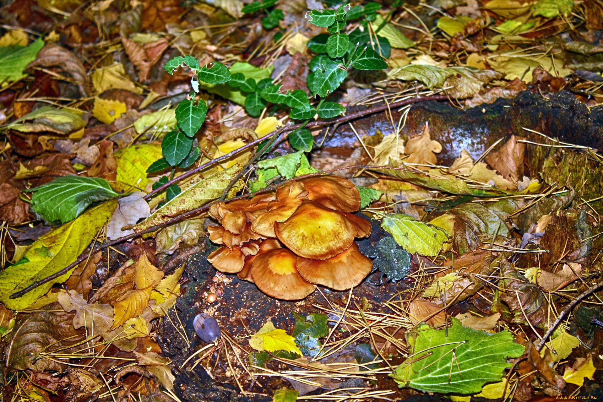 природа, грибы, семейка, грибная