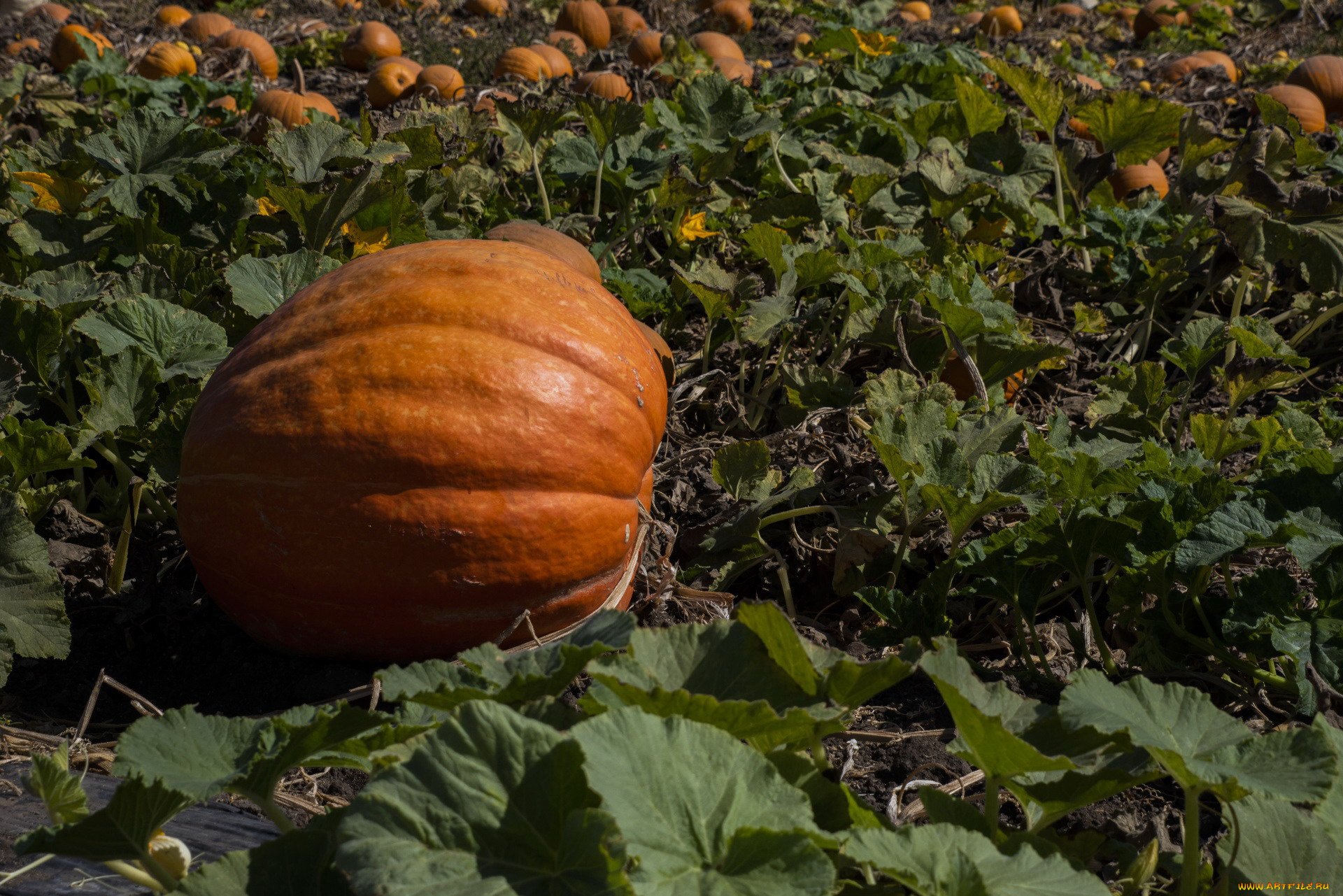 природа, плоды, тыква