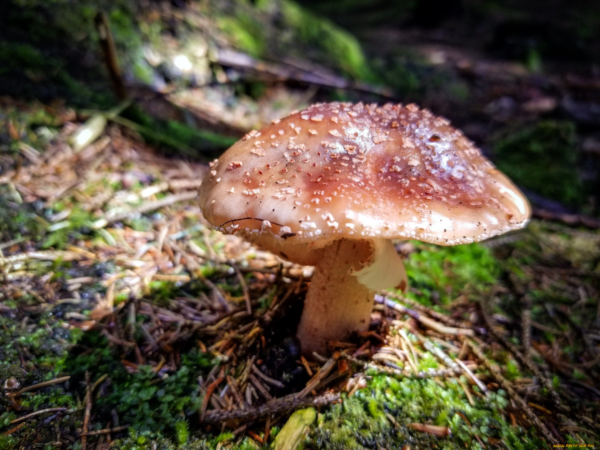 природа, грибы, поганка