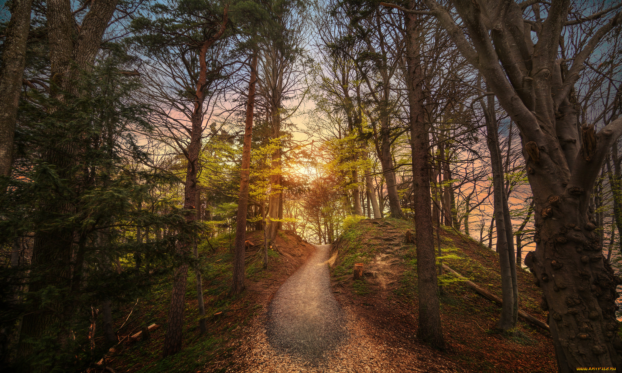 природа, лес, простор