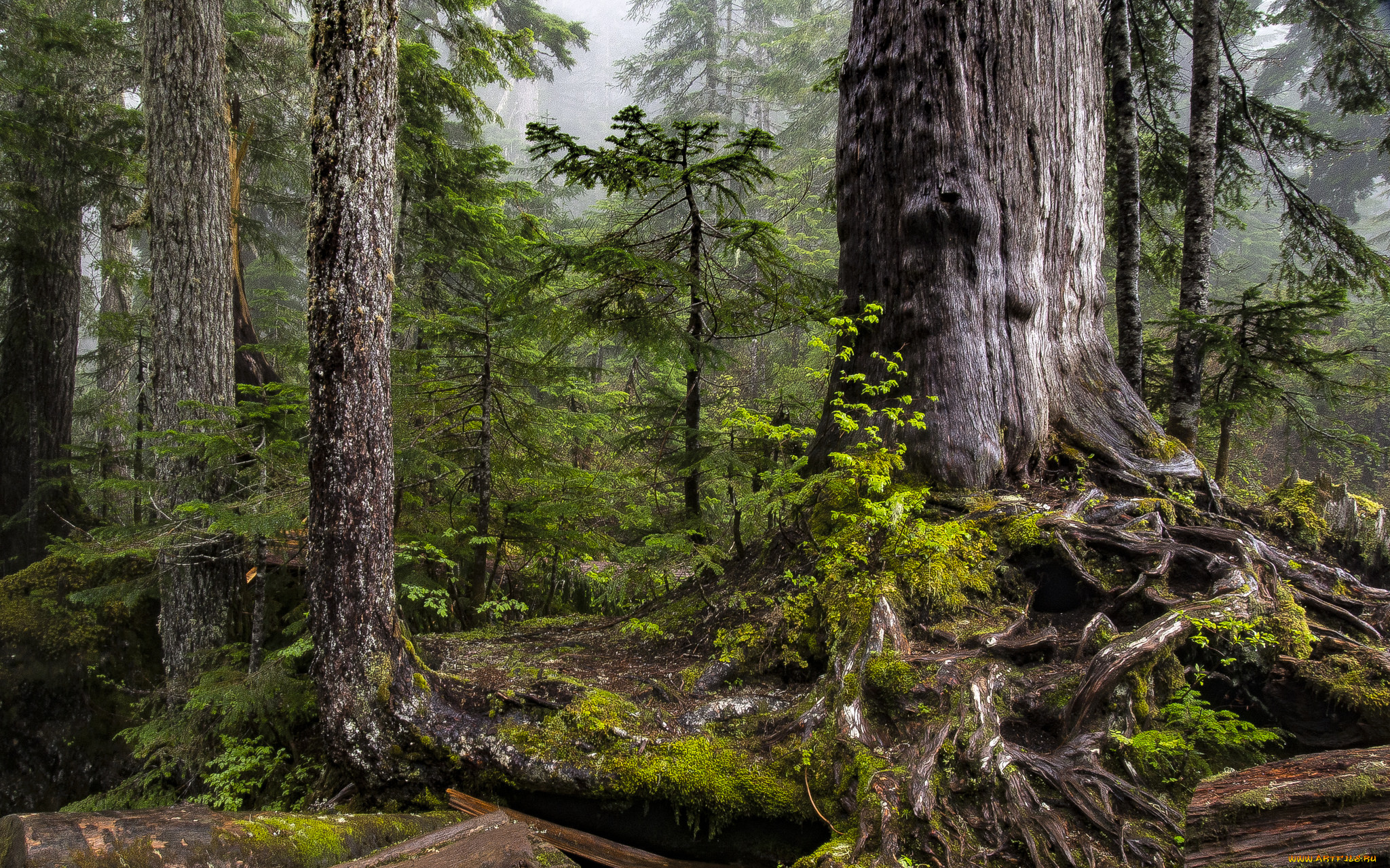 природа, лес, простор