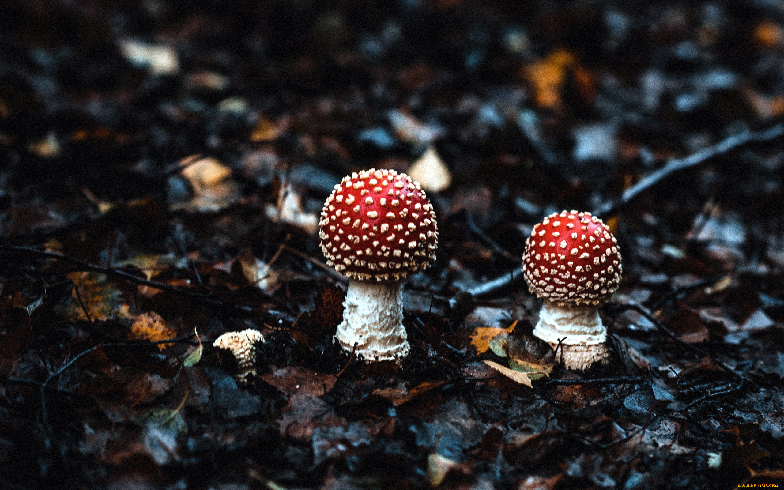природа, грибы, , мухомор, мухомор