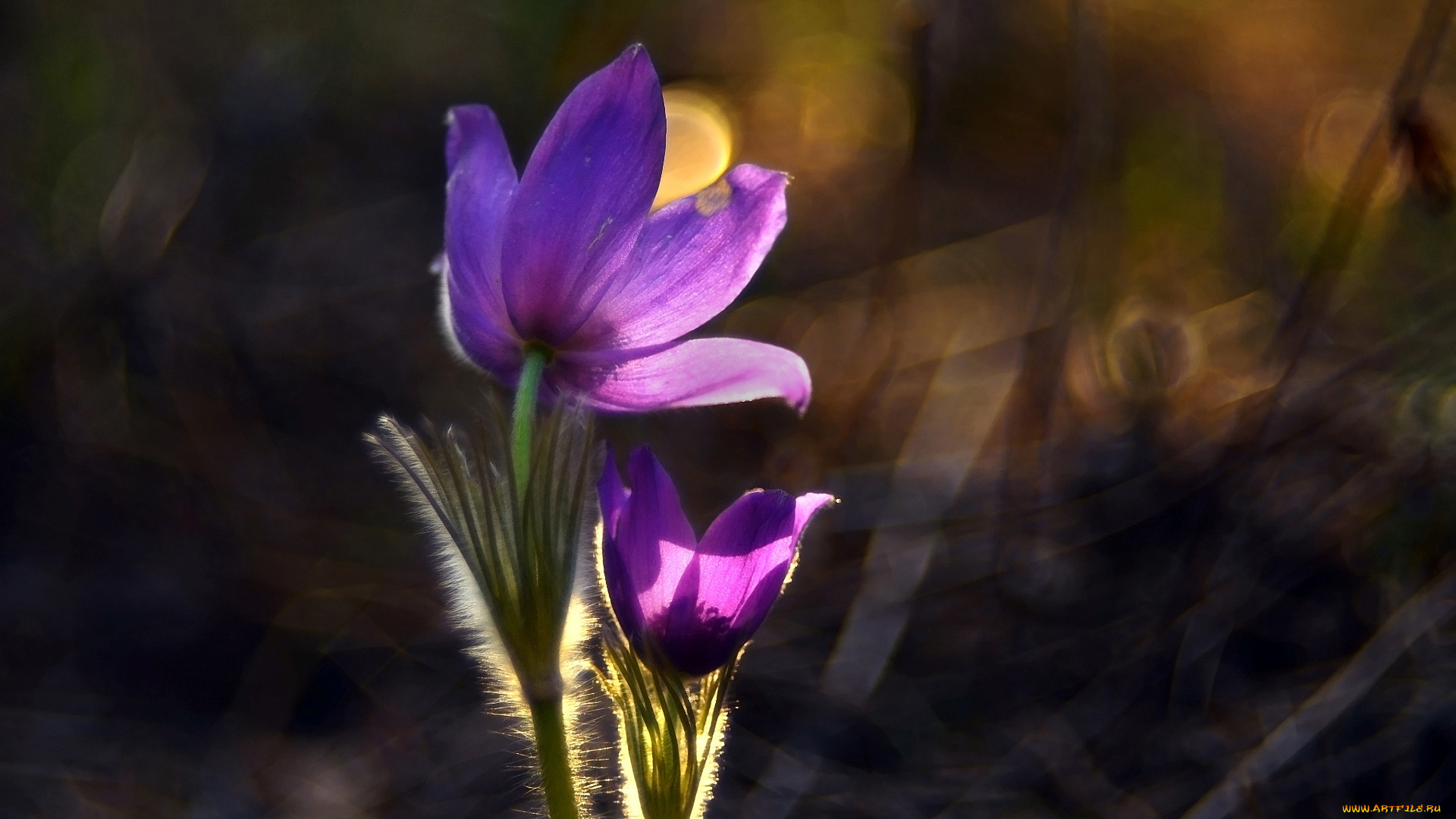 цветы, анемоны, , сон-трава, сон-трава