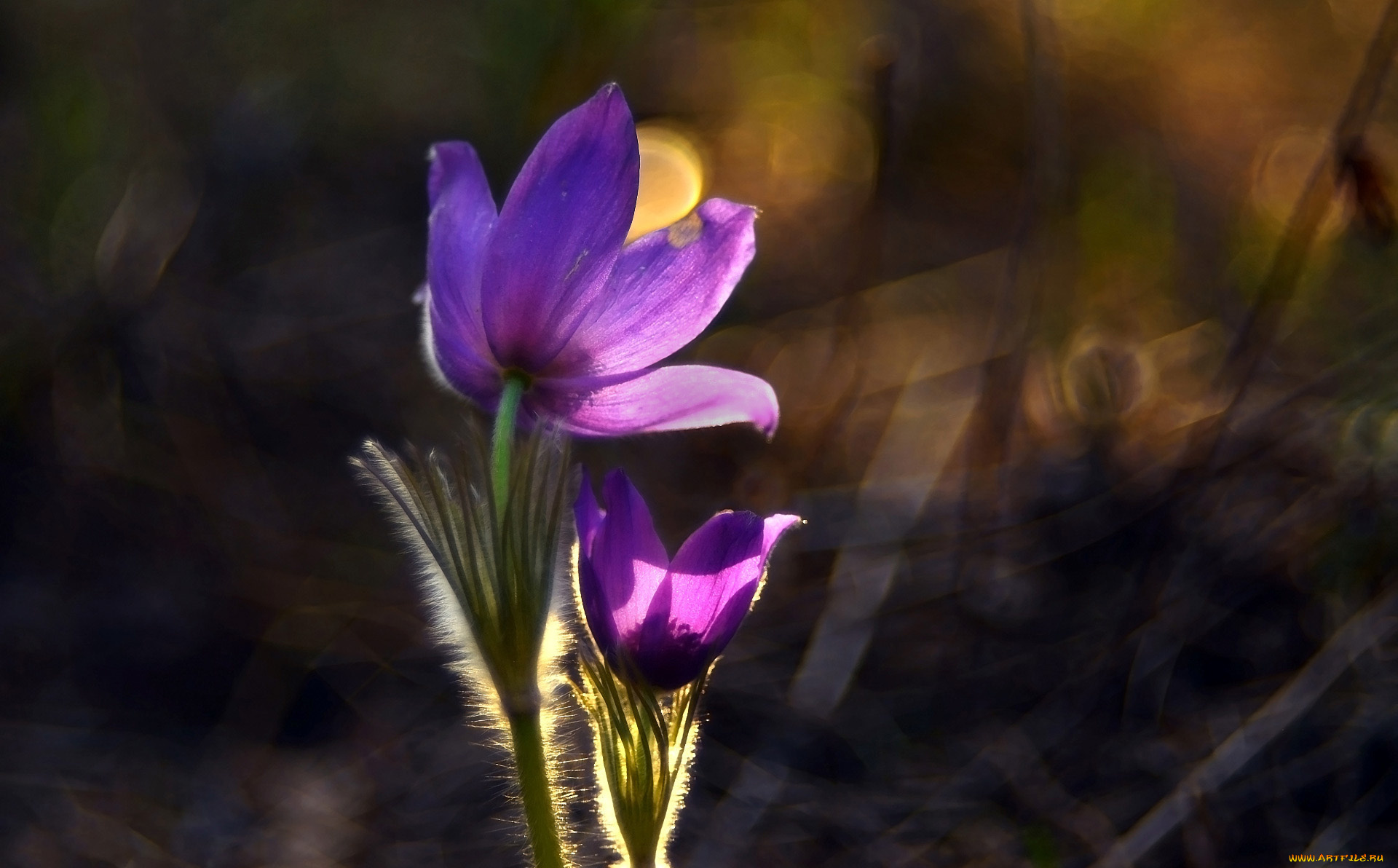 цветы, анемоны, , сон-трава, сон-трава